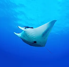 Creature while diving in bali
