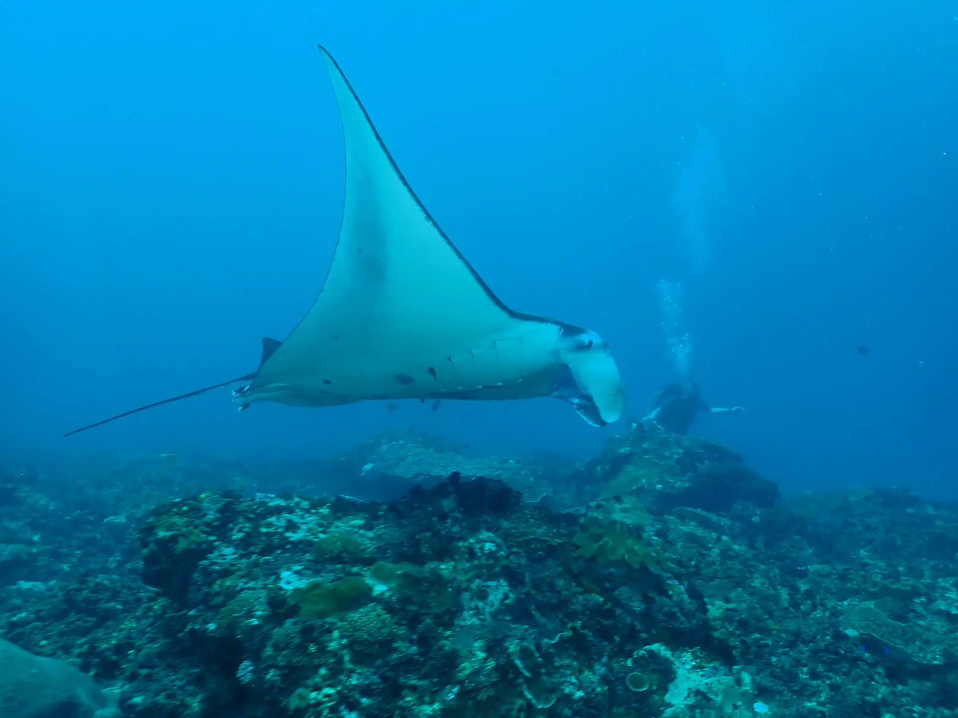 Manta ray above a colourful reef at Nusa Penida