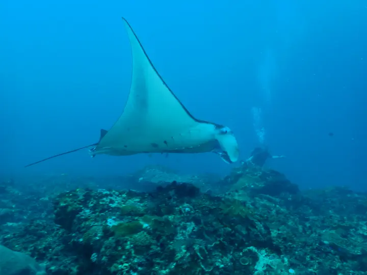 Manta ray above a colourful reef at Nusa Penida