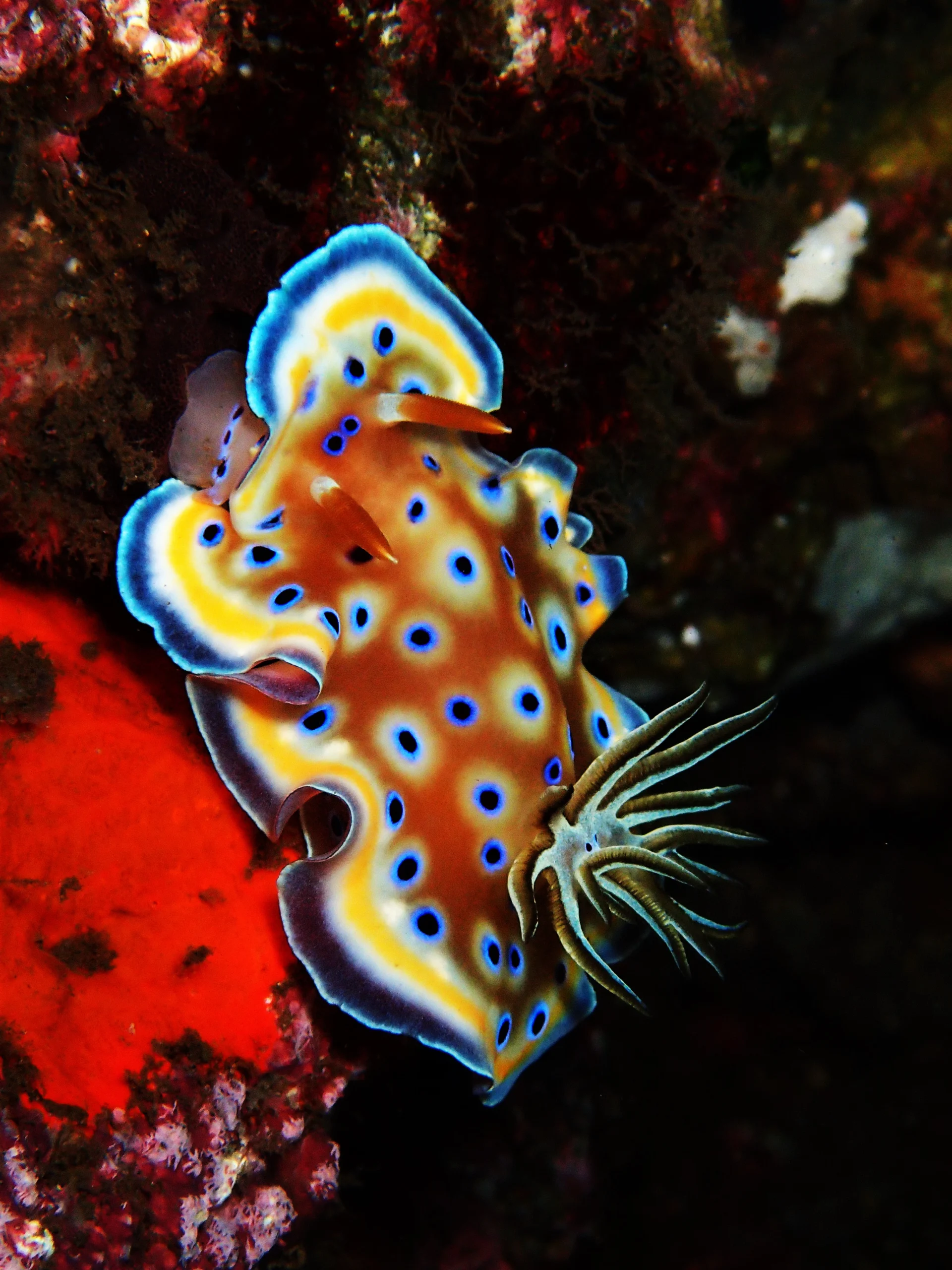 Reef diving at Coral Garden in Tulamben, Bali