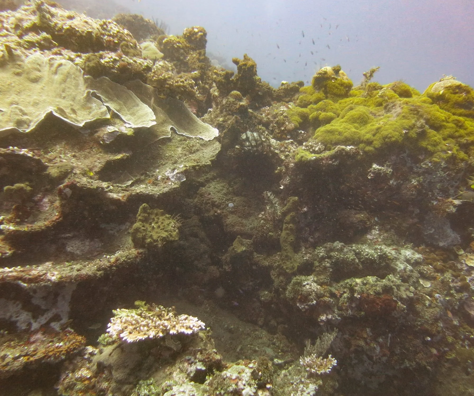 Scuba diving experience around Tulamben — Emerald