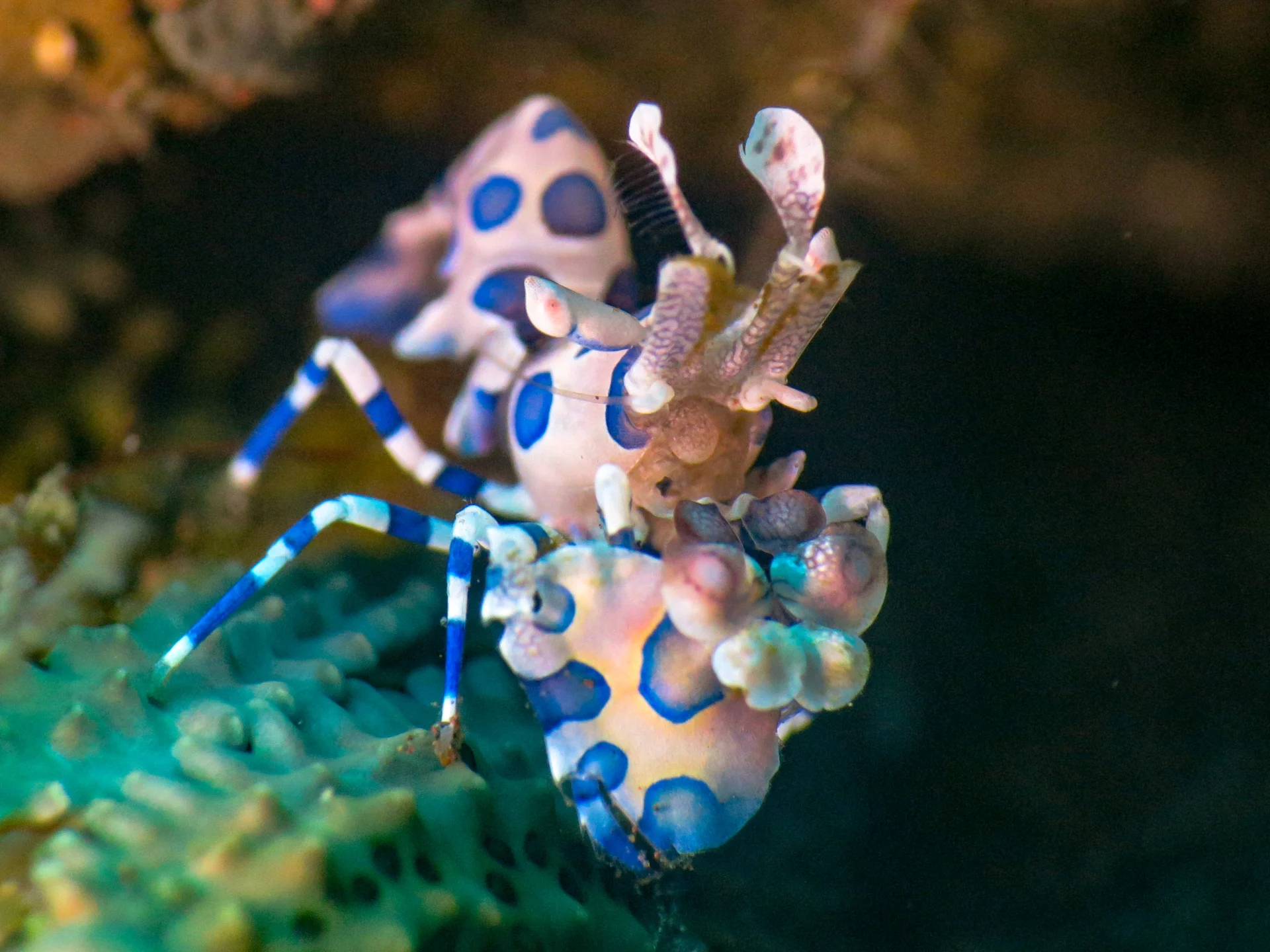 Scuba diving experience around Tulamben — Sidem / Batu Belah