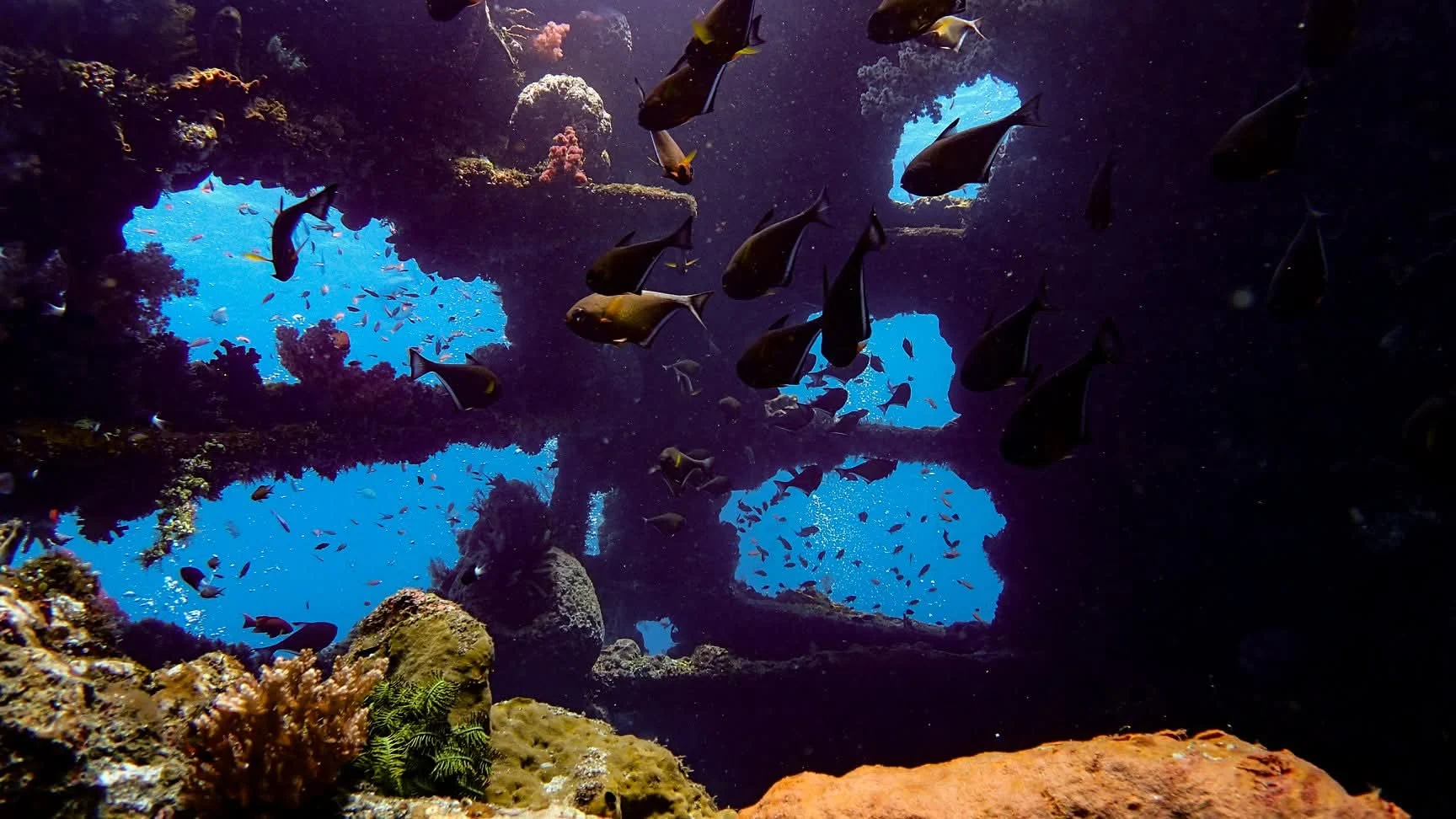 Marine life below a structure of the USAT Liberty wreck
