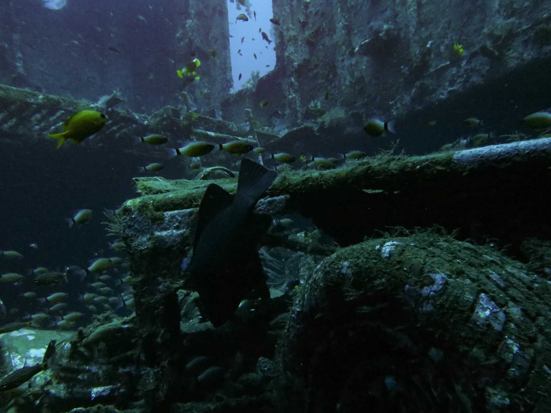 Scuba diving experience around Tulamben 14