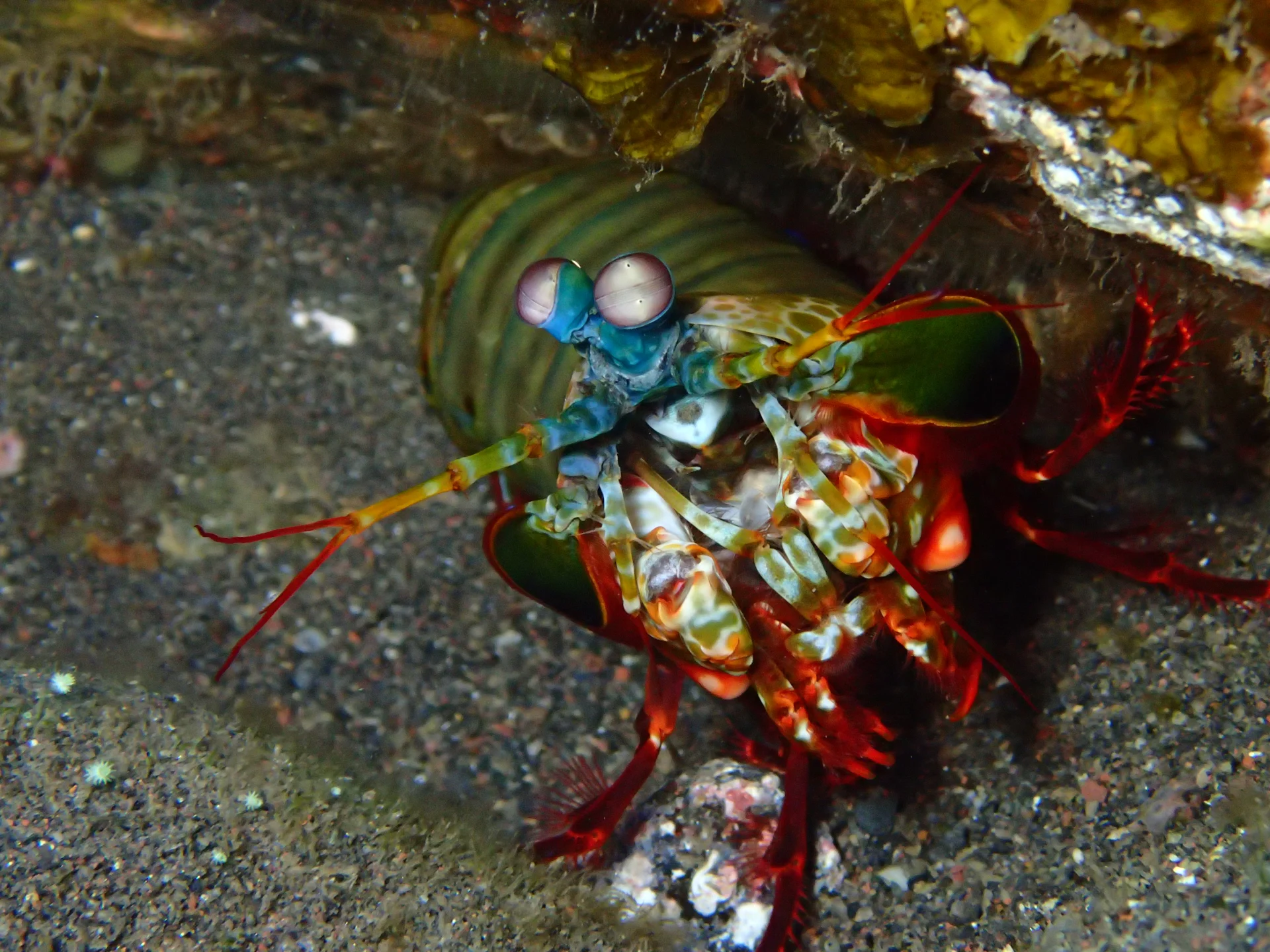 Mantis shrimp during macro diving at Seraya, Bali