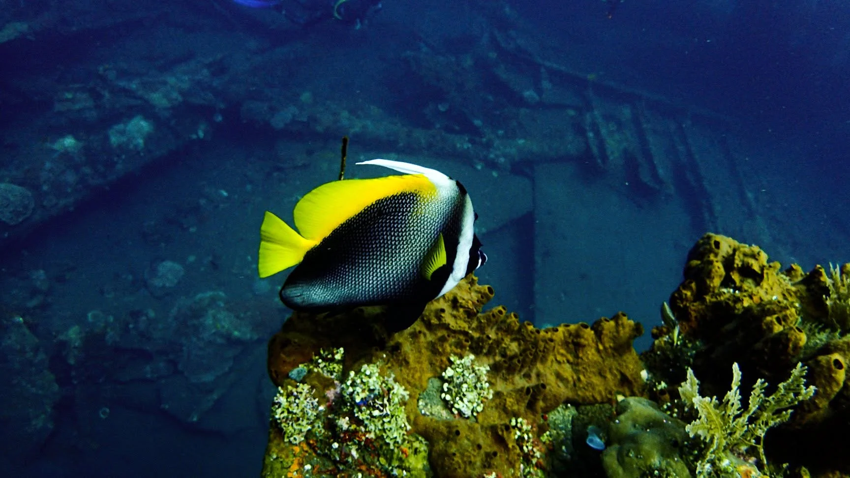 Fish swimming in front of the USAT Liberty wreck in Bali