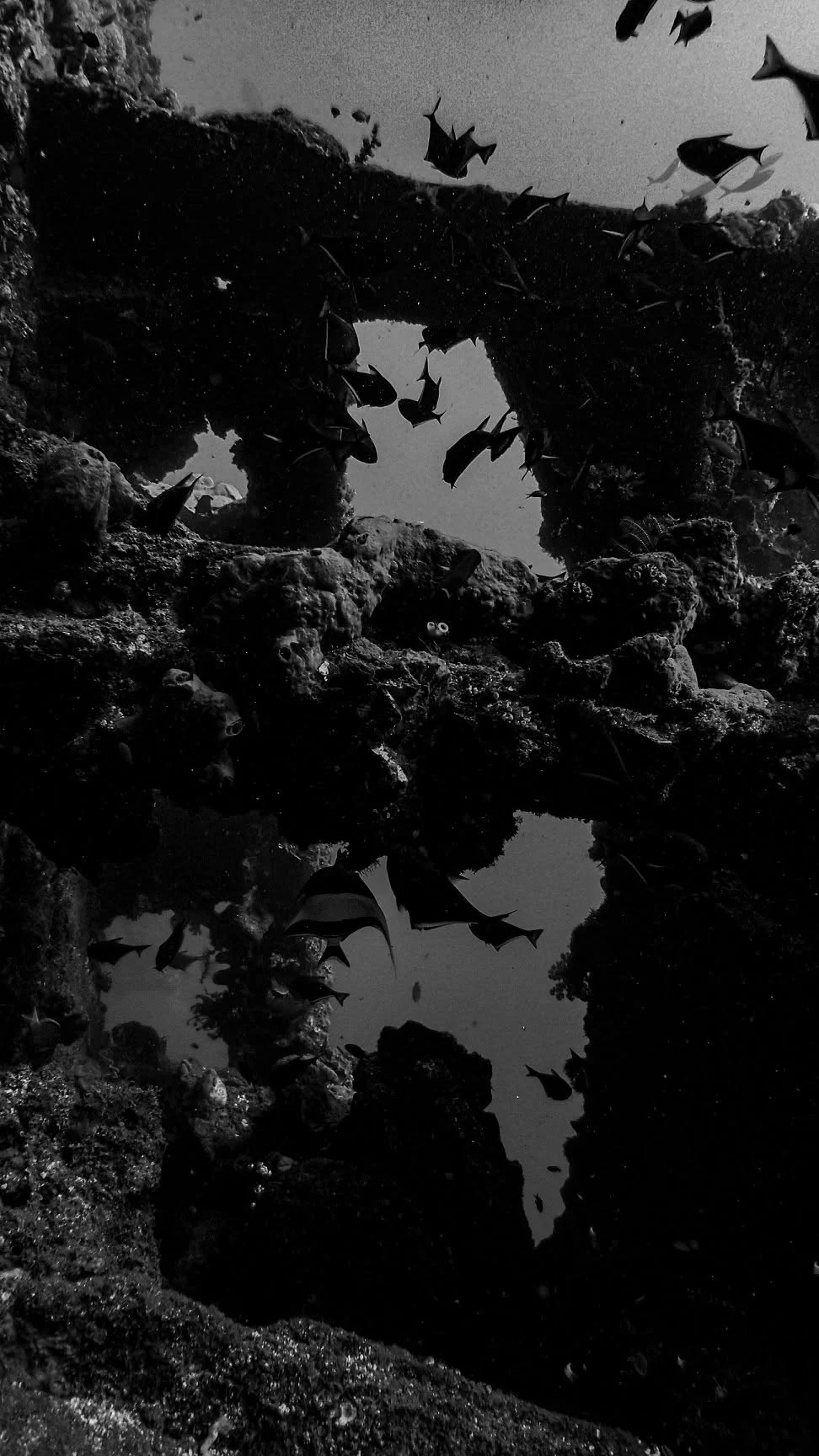 Marine life around the open structures of the USAT Liberty