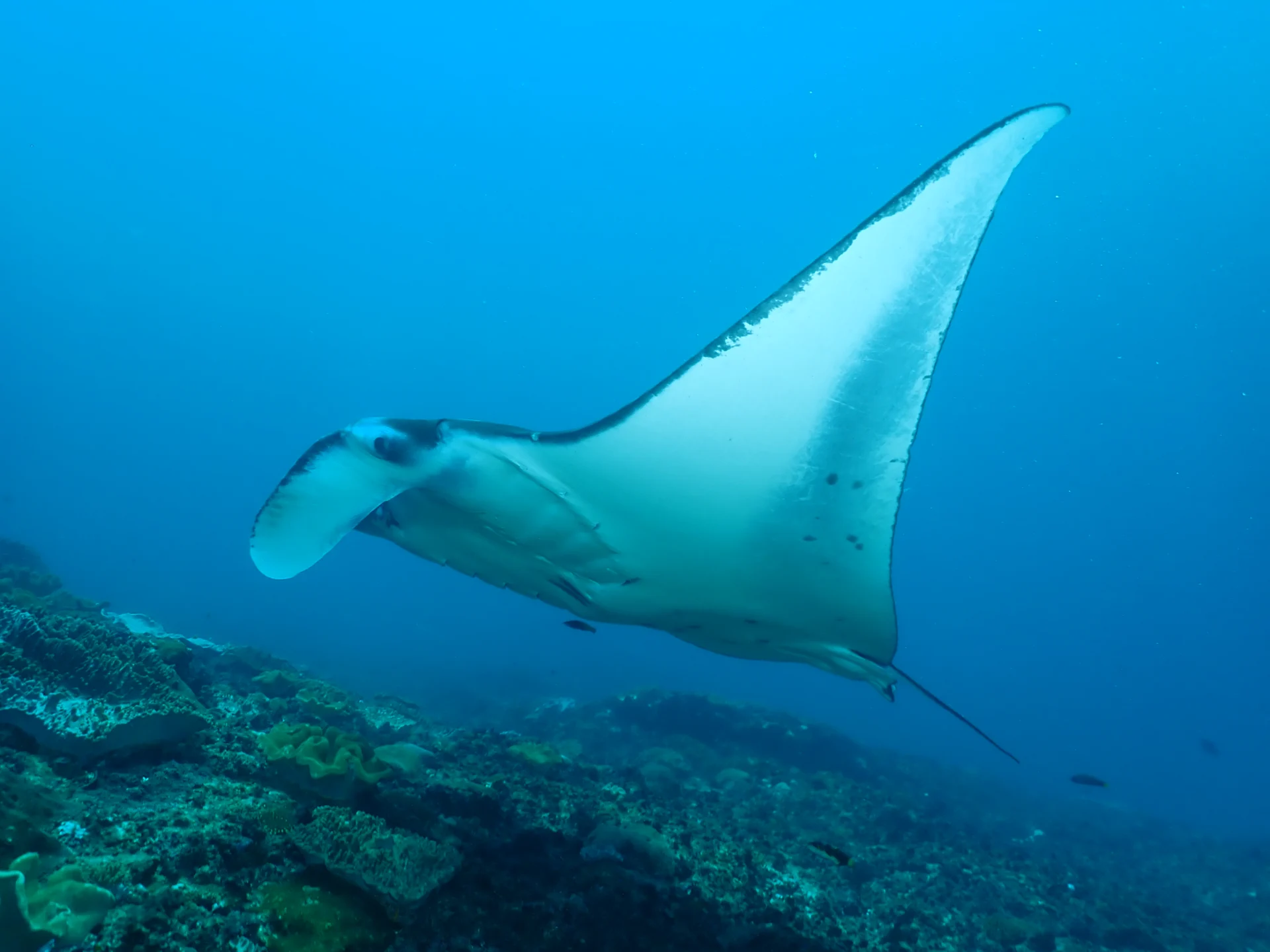 Manta ray swimming above the reef at Nusa Penida