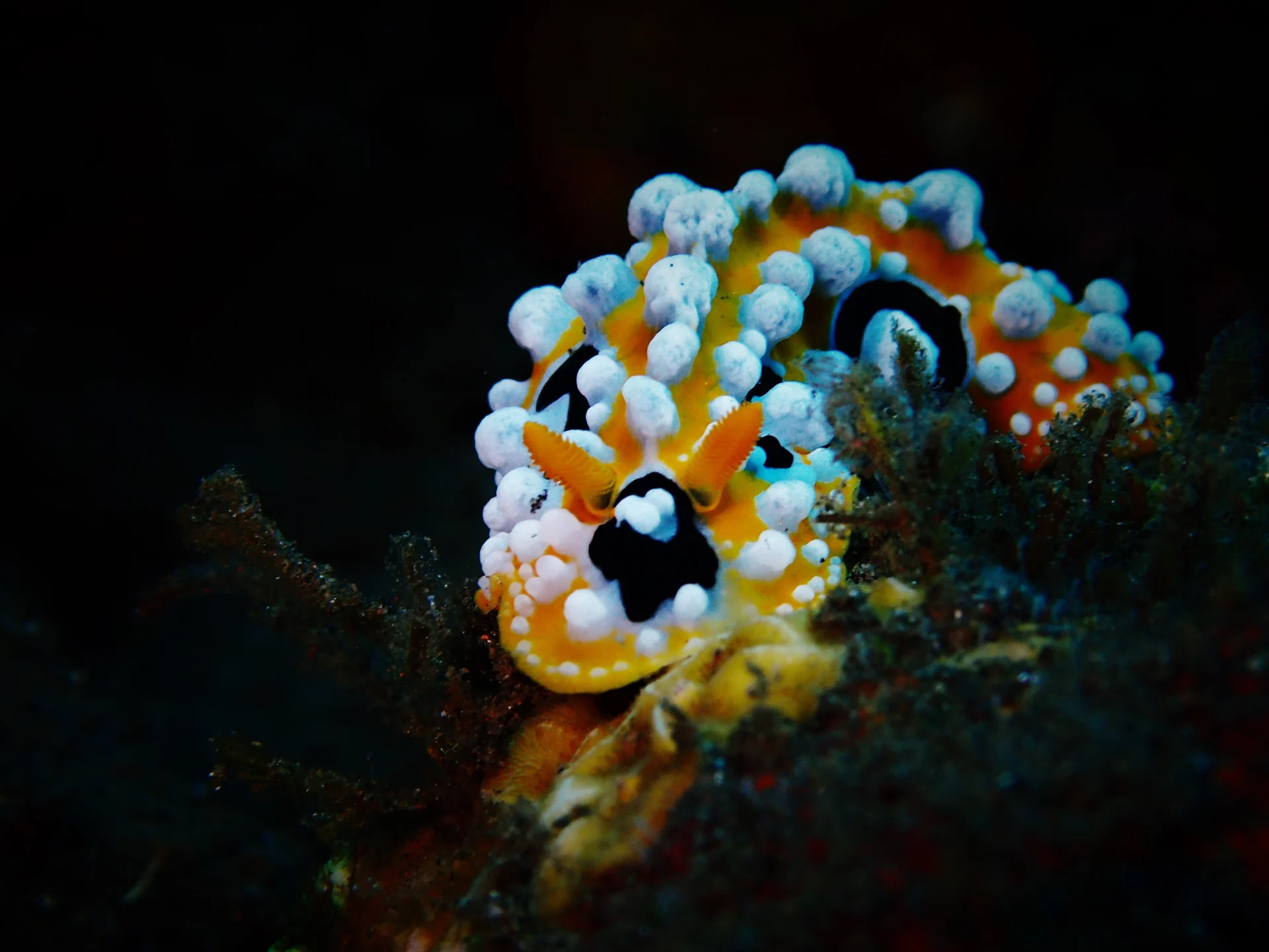Underwater discovery at Coral Garden in Tulamben, Bali