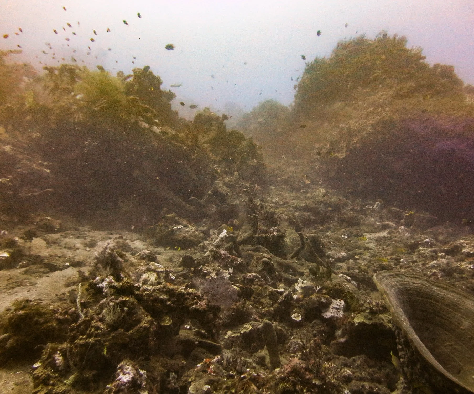 Underwater View of the Drop Off, Bali