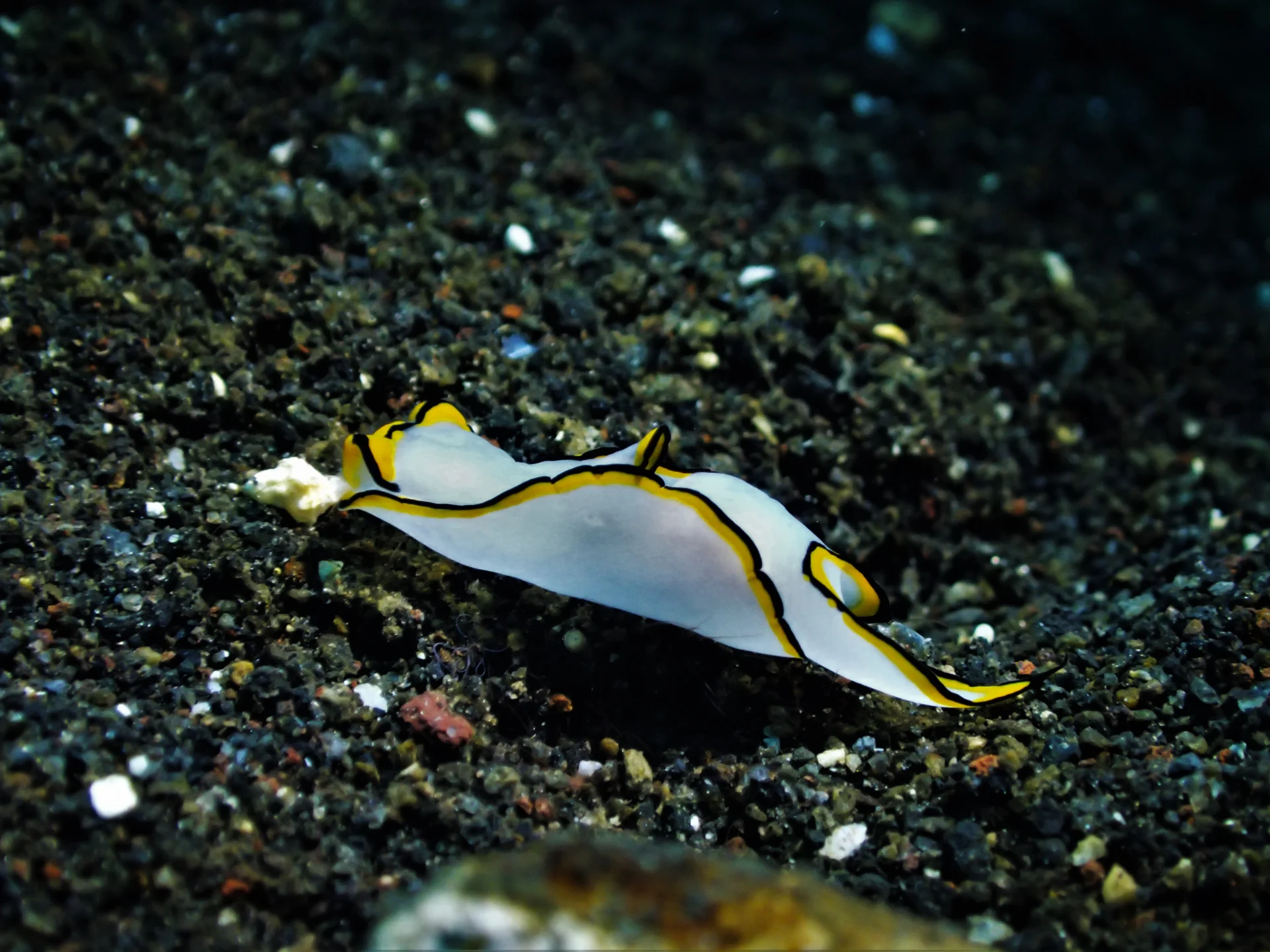 Underwater exploration of Coral Garden in Tulamben, Bali