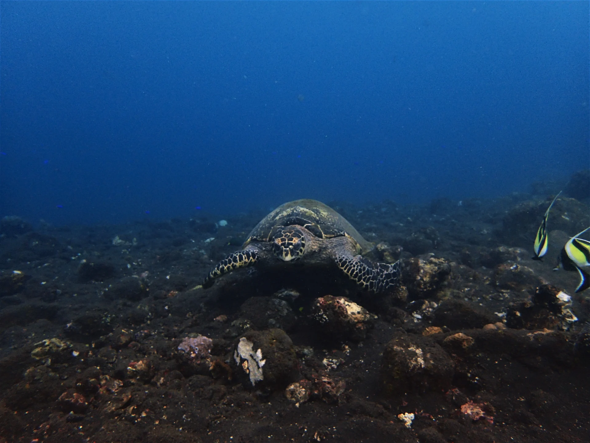 Marine life on the Coral Garden reef