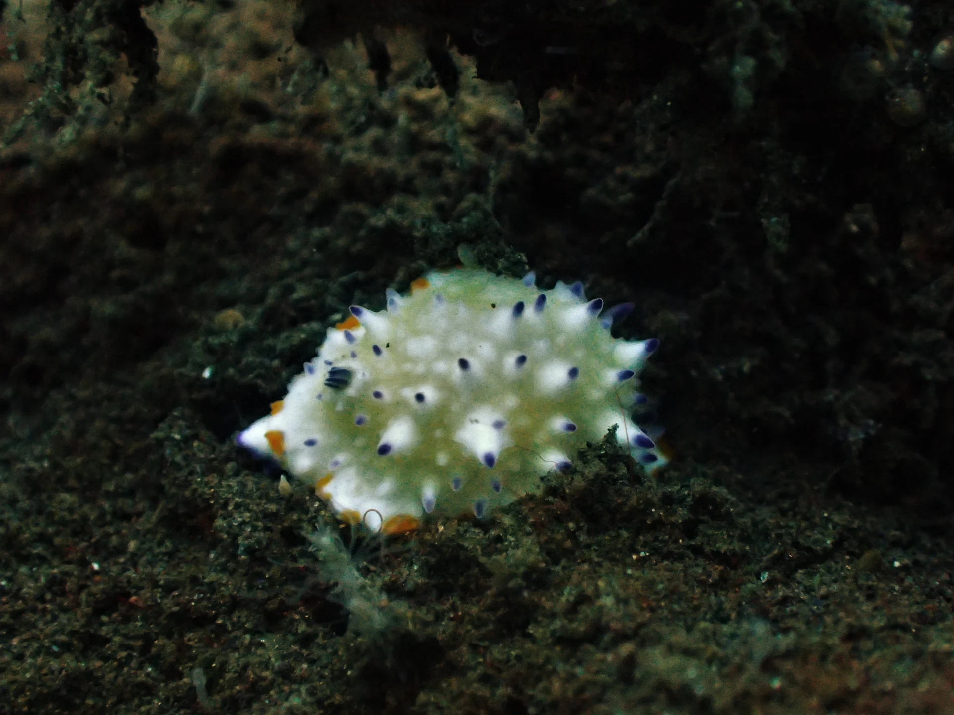Spotted nudibranch during macro diving at Seraya, Bali