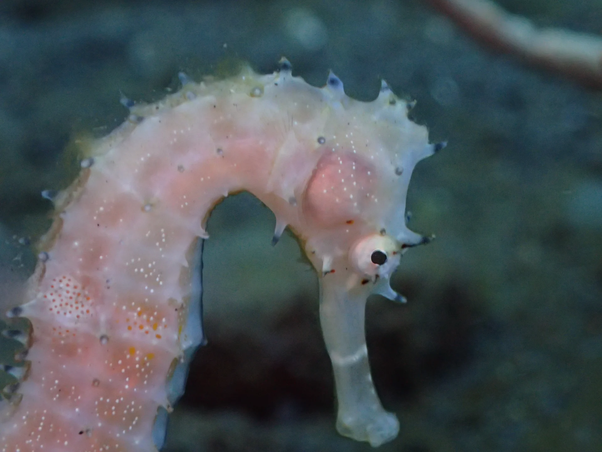Seahorse observed in close-up underwater