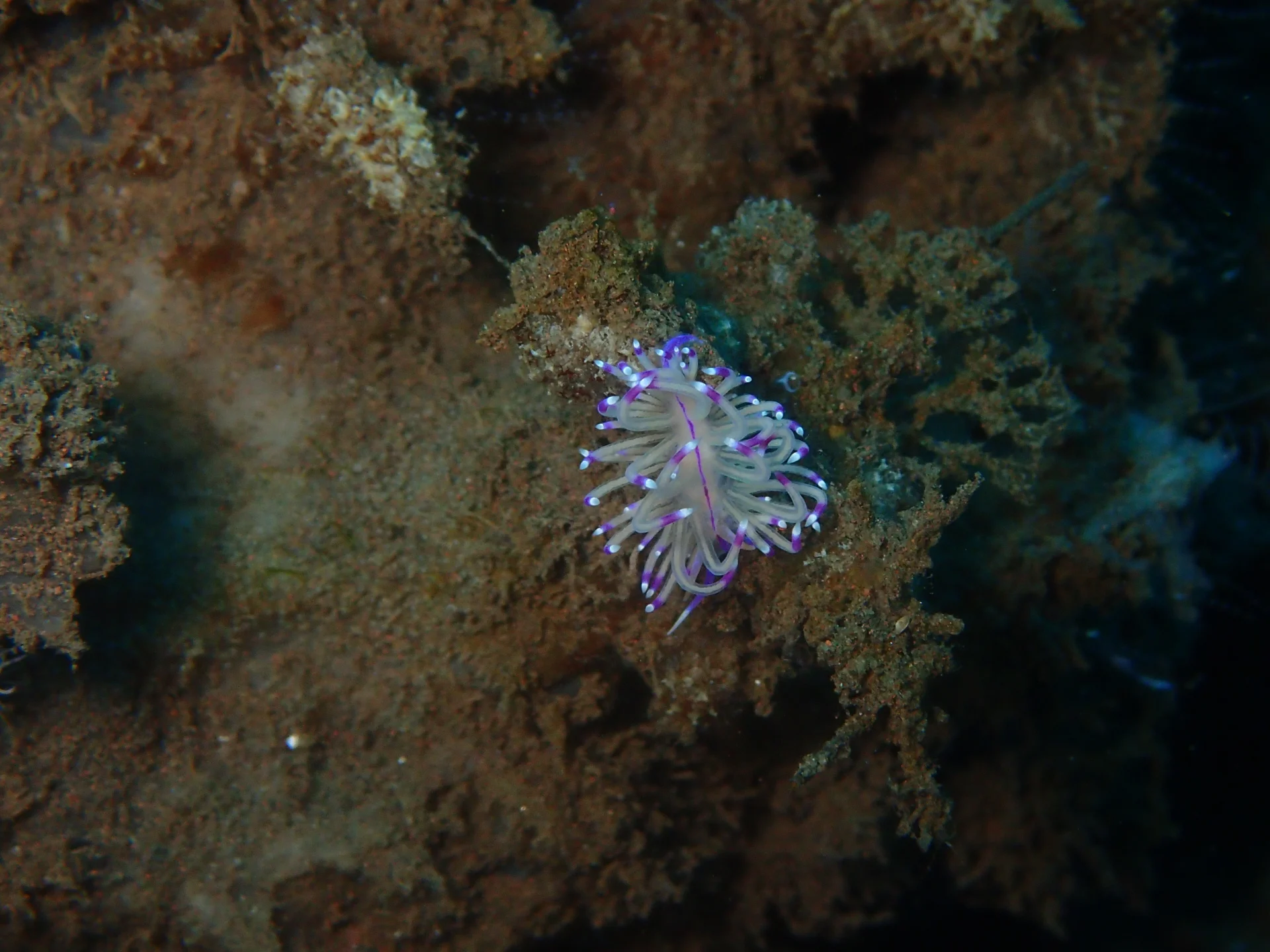 Nudibranch on the reef during macro diving at Seraya, Bali