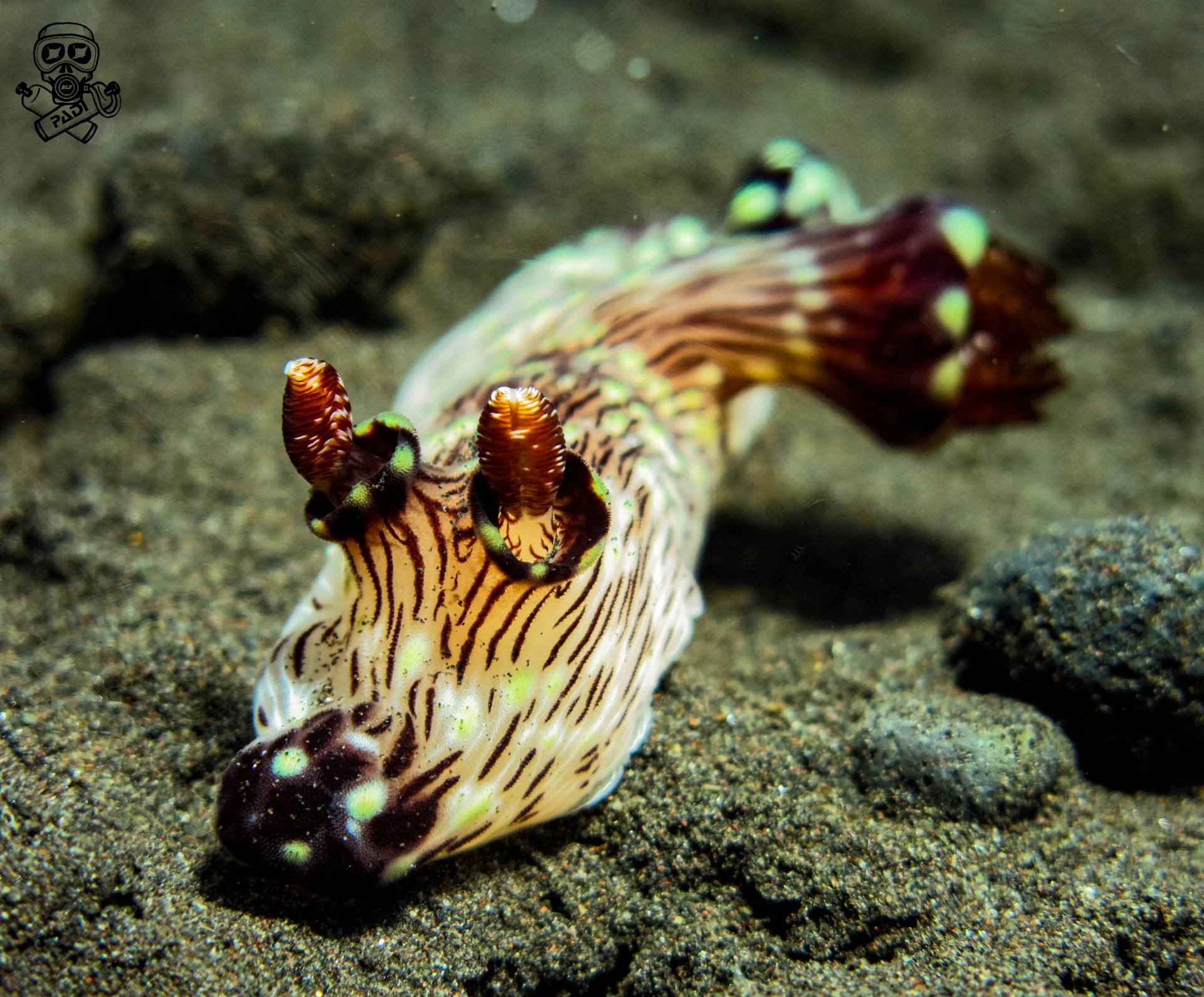 Striped nudibranch during macro diving at Seraya, Bali