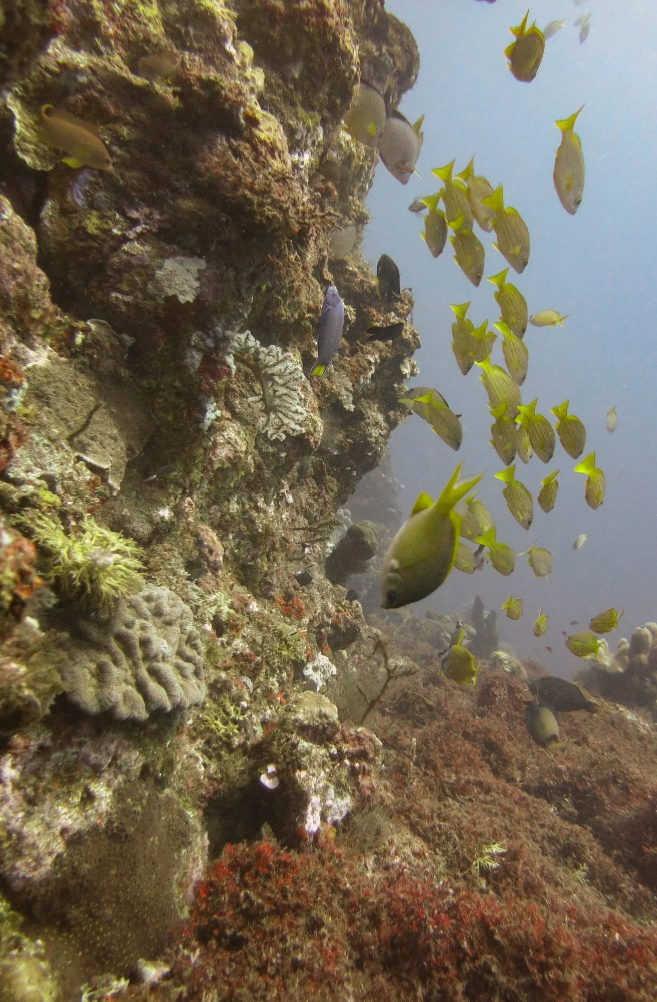 School of fish along a reef relief