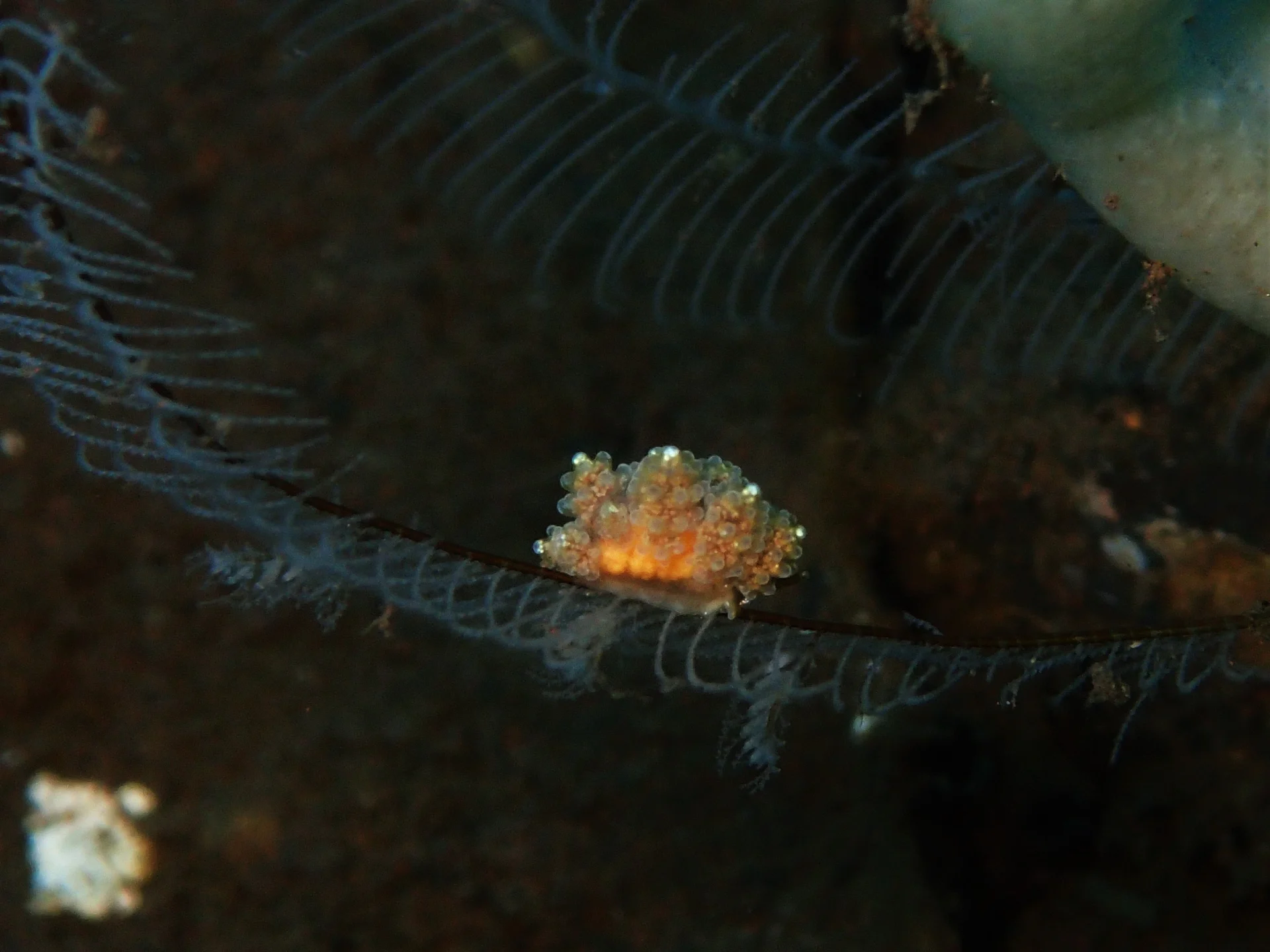 Small marine creature observed while macro diving at Seraya
