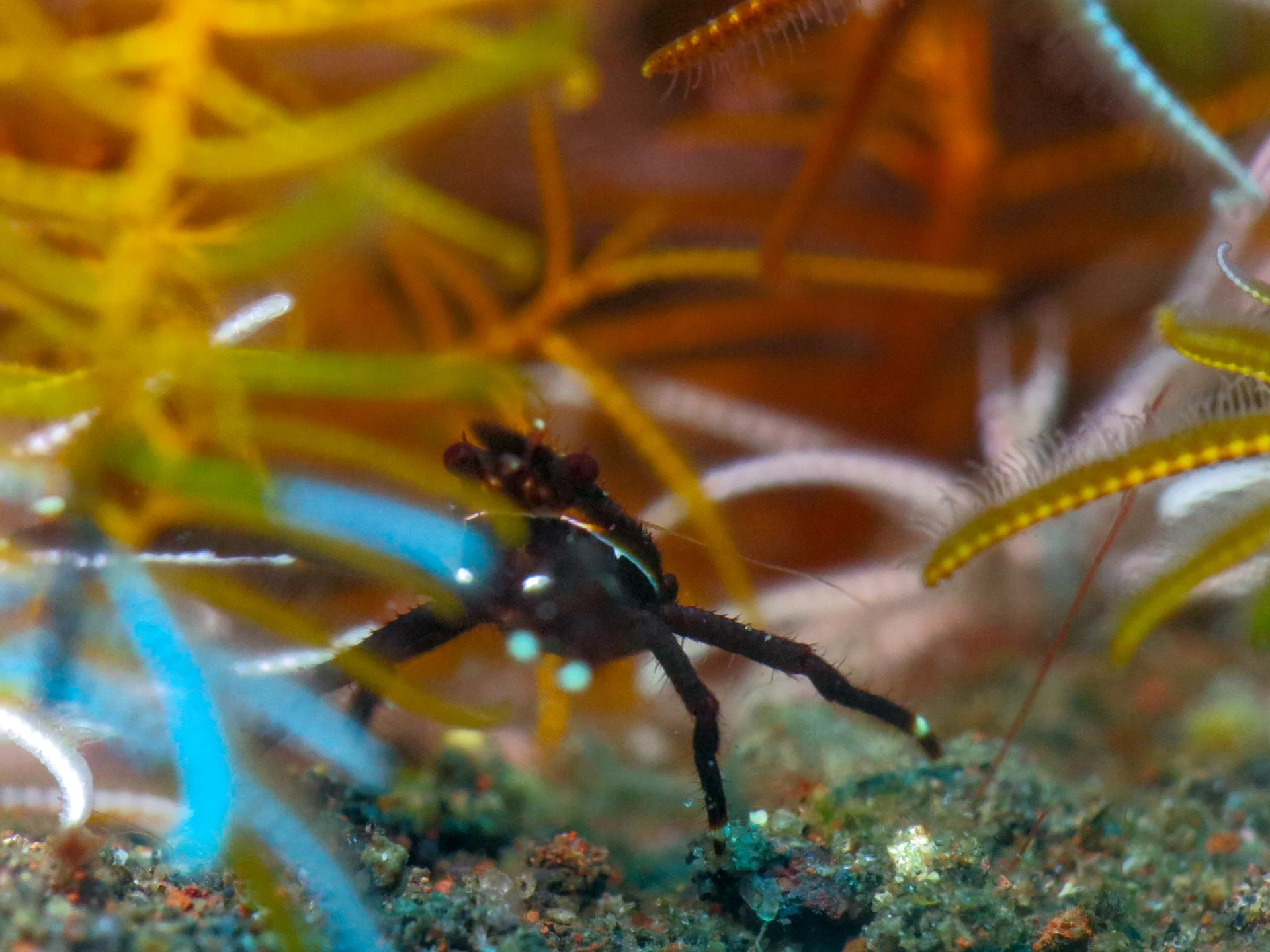 Small marine organism during macro diving at Seraya, Bali