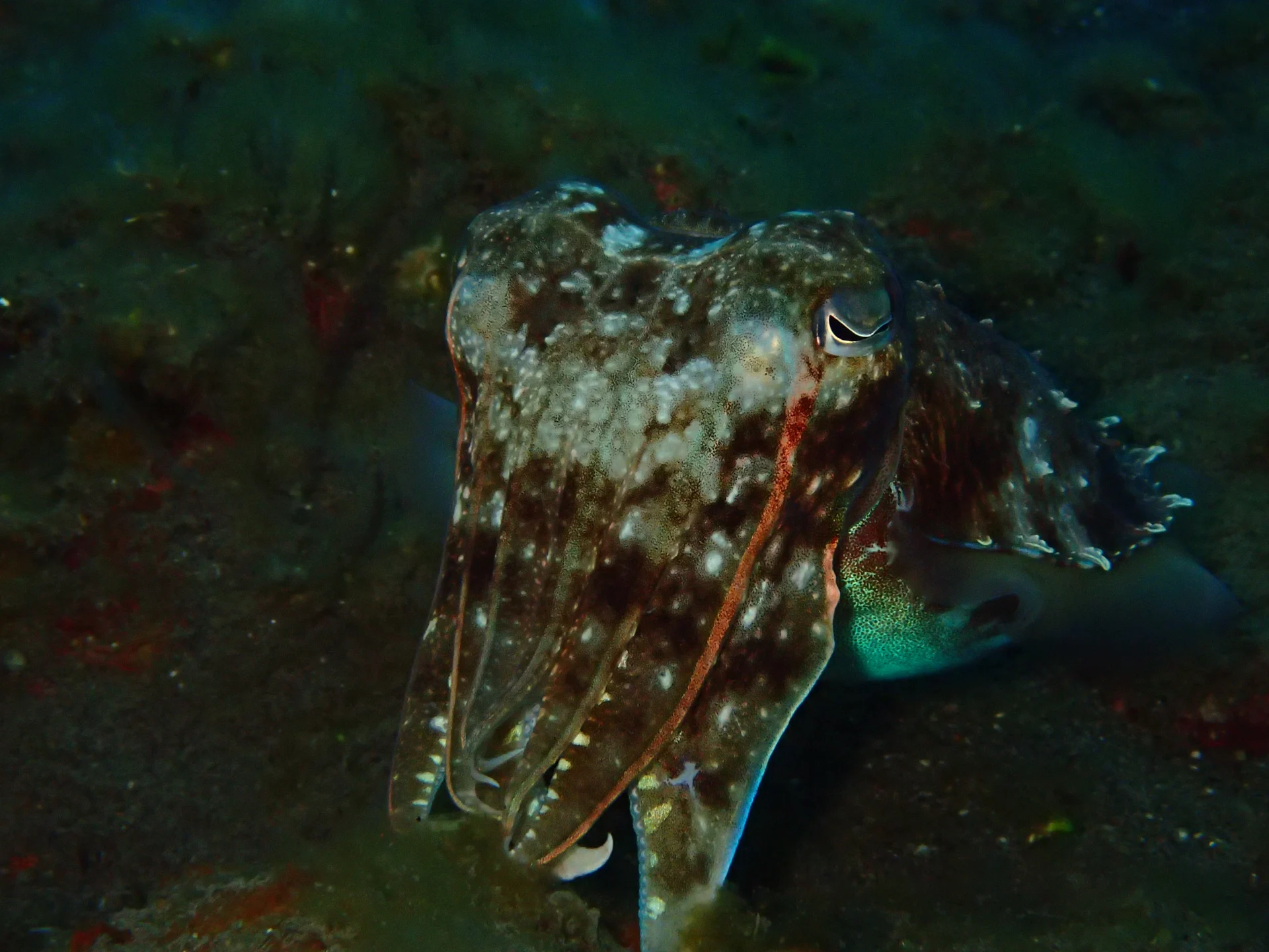 Cuttlefish at Seraya during macro diving at Seraya, Bali