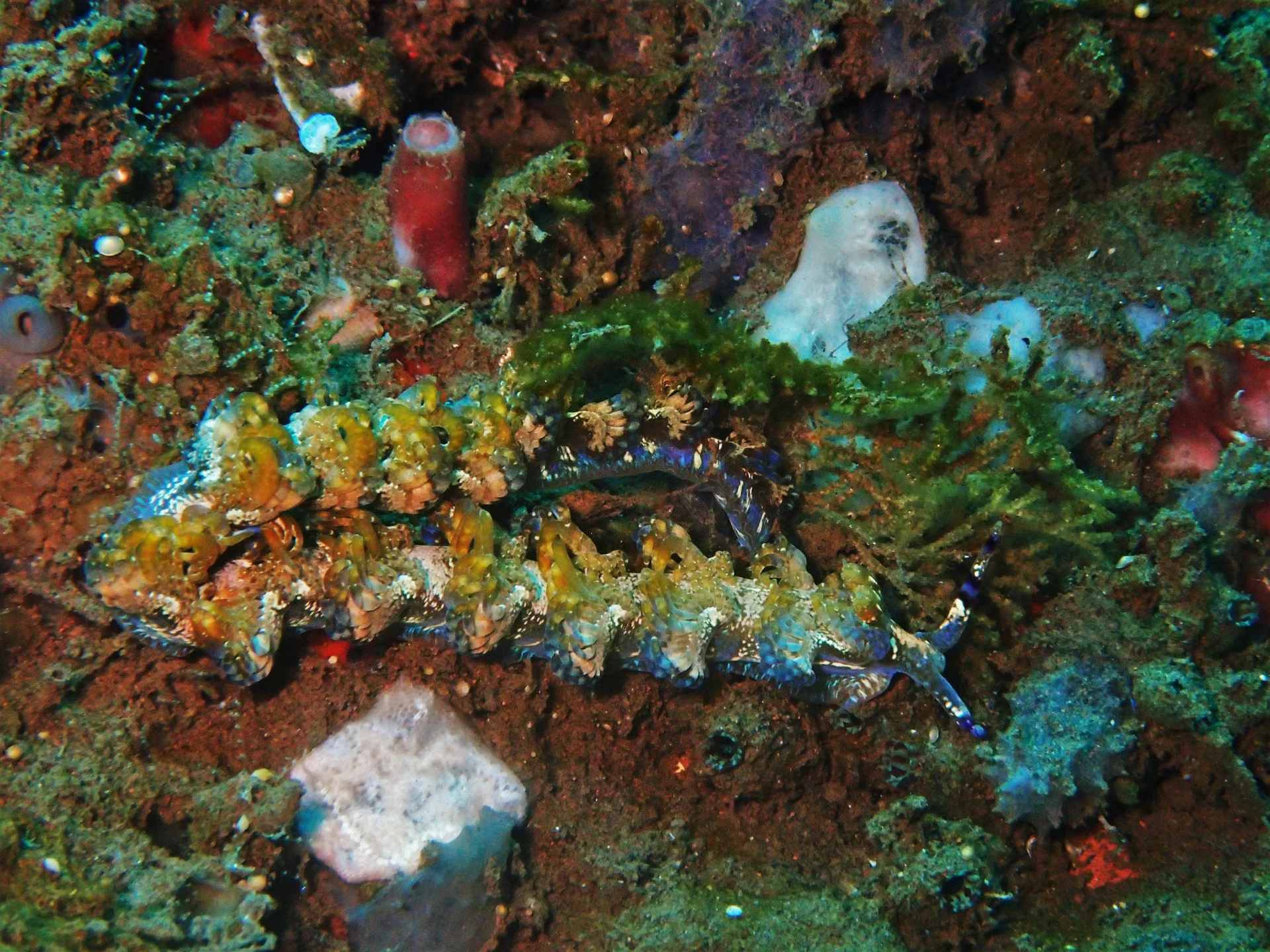 Camouflaged marine animal during macro diving at Seraya, Bali