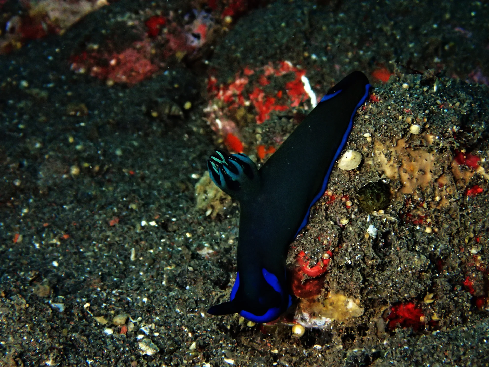 Underwater atmosphere at Coral Garden in Tulamben, Bali
