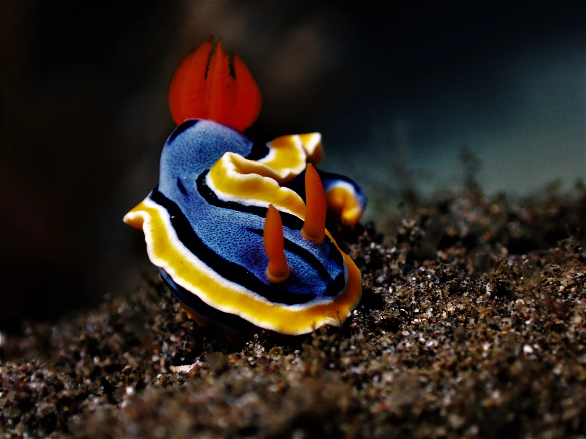 Nudibranch photographed against a dark background at Bali