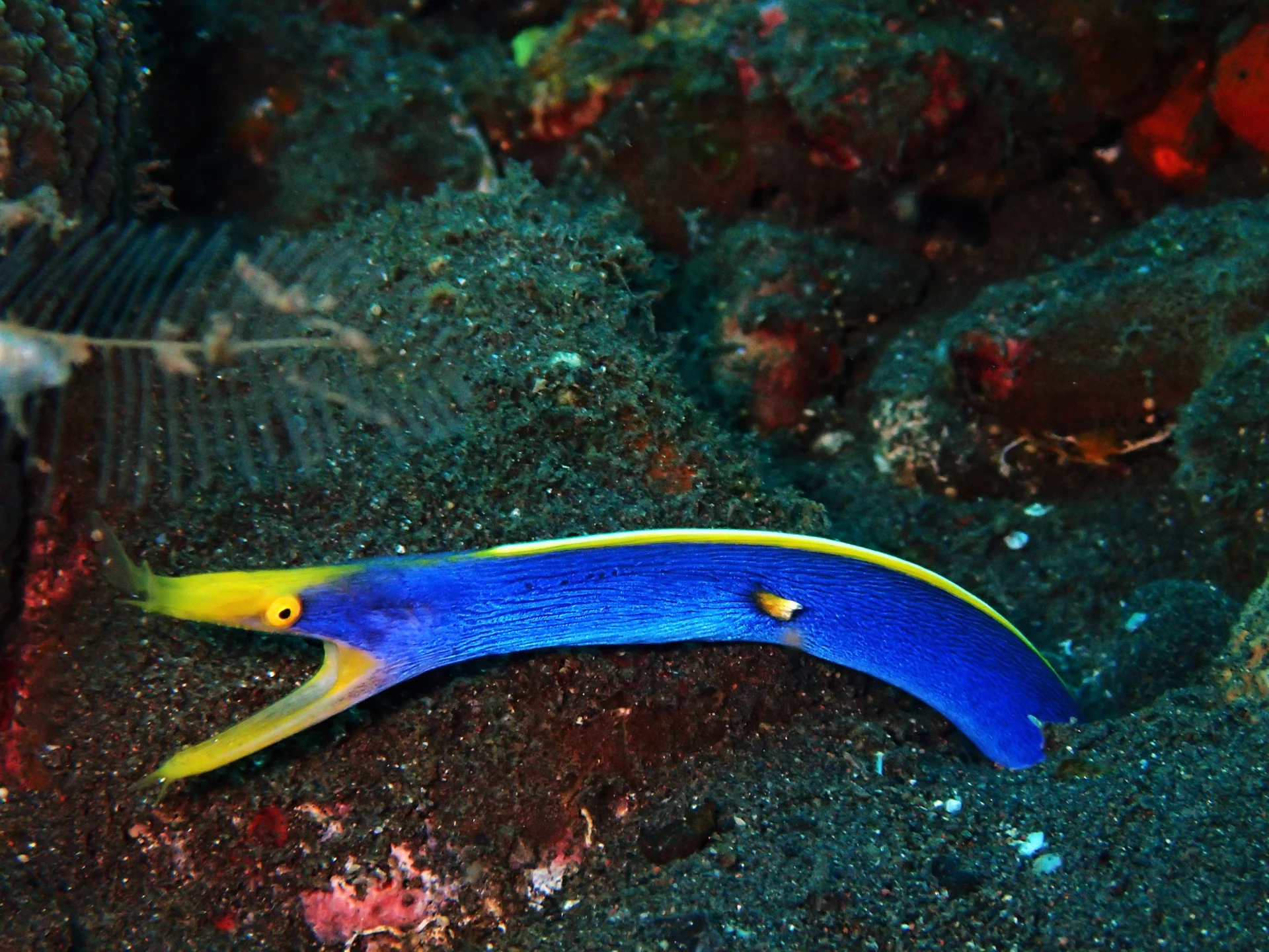 Scuba diving experience around Tulamben 10