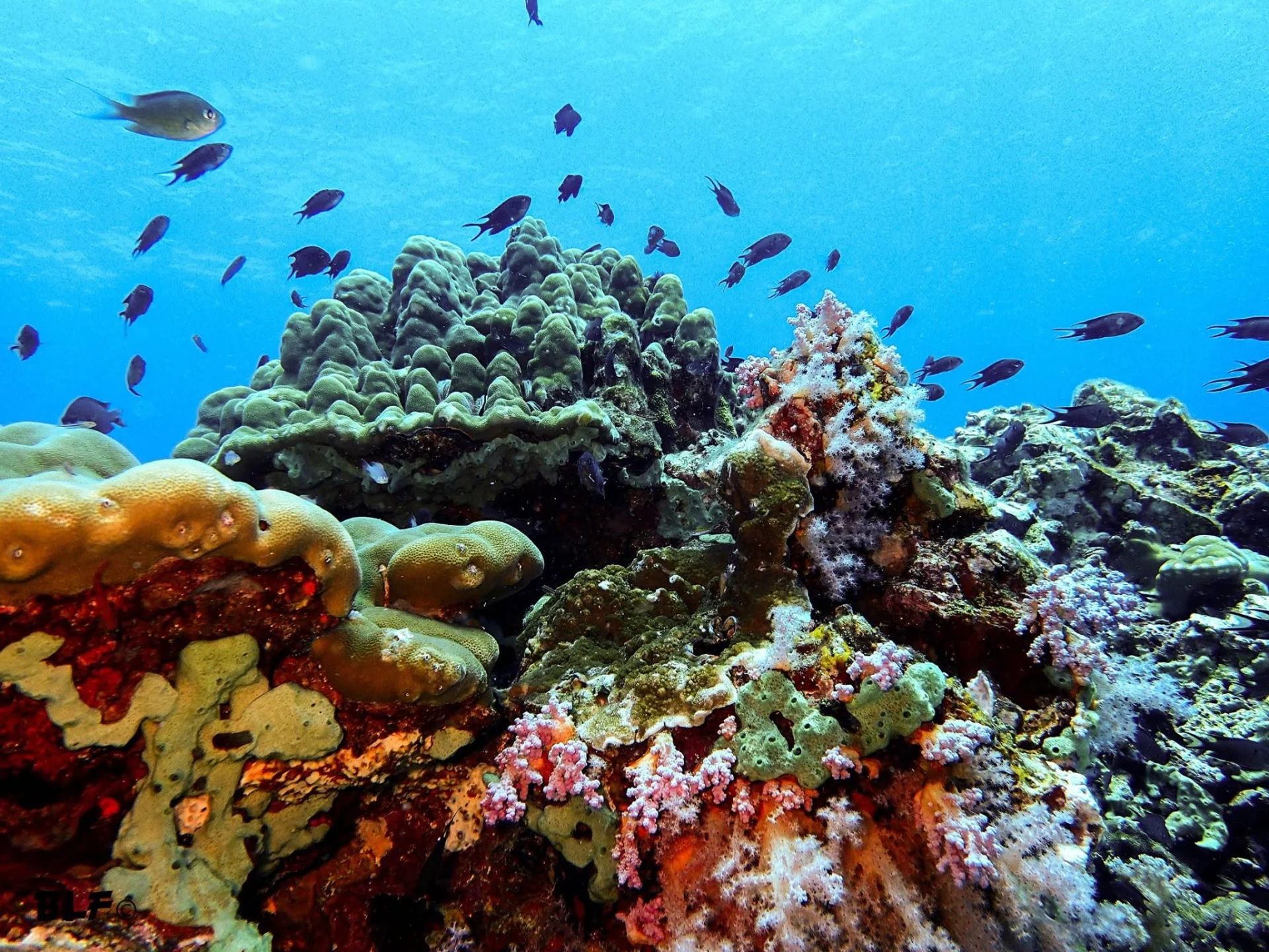 Dives Planned Around You