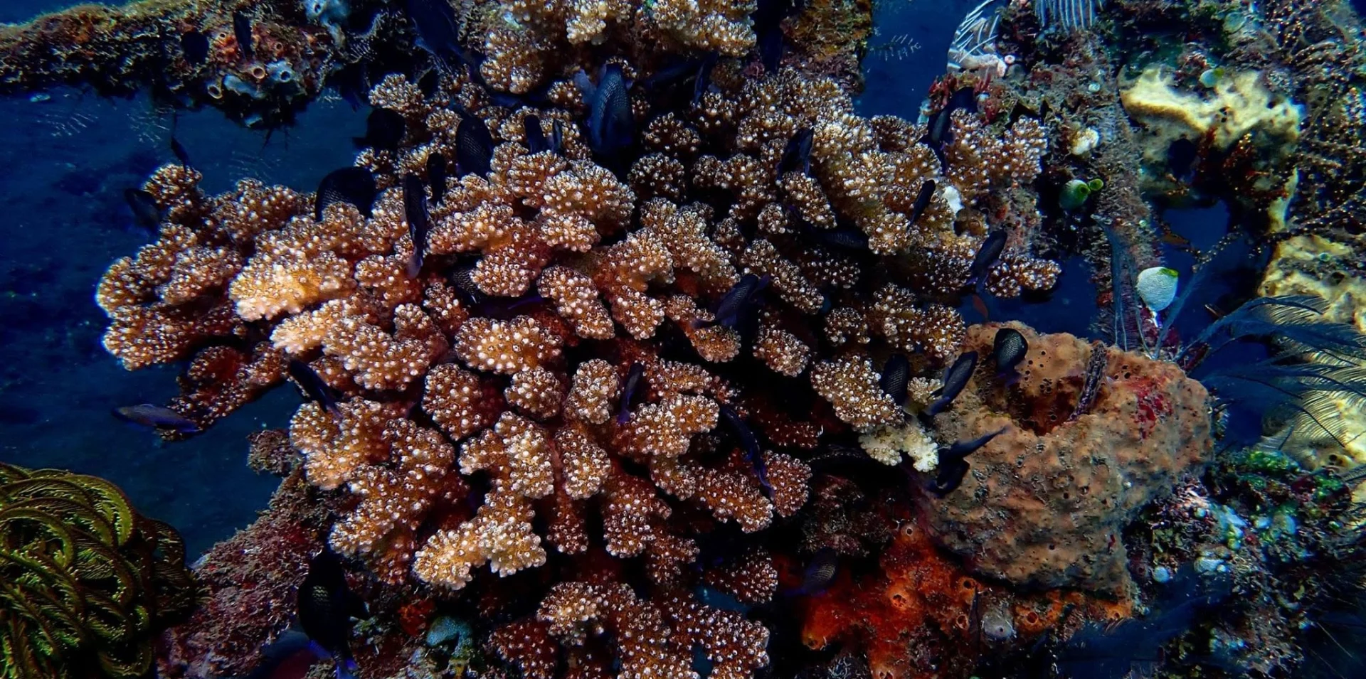 Underwater wall at Tulamben Drop Off