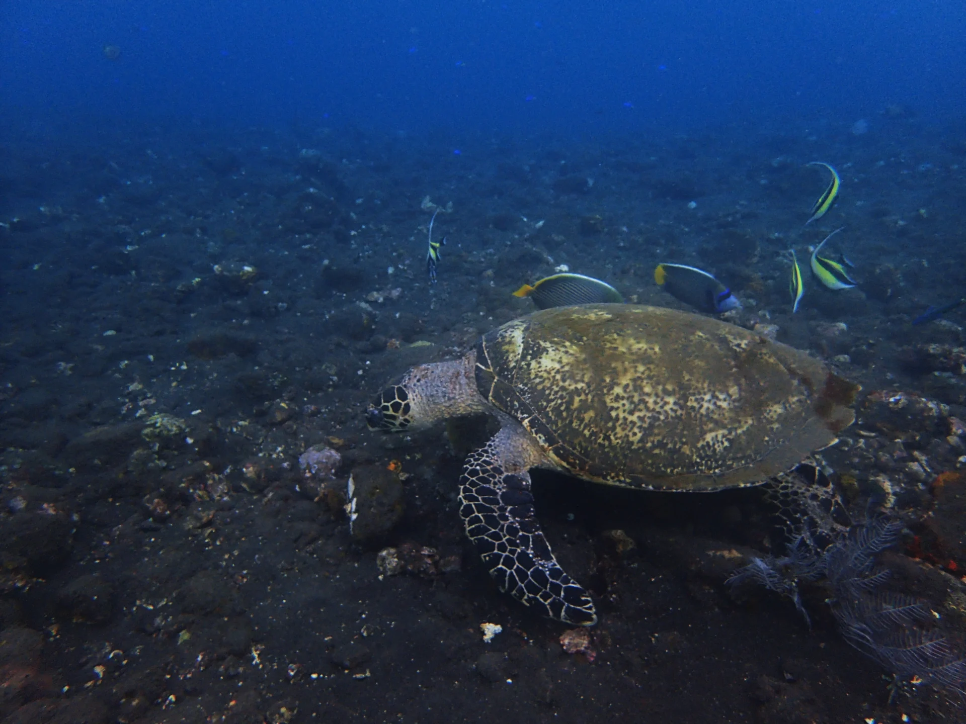 Sea turtle swimming among fish