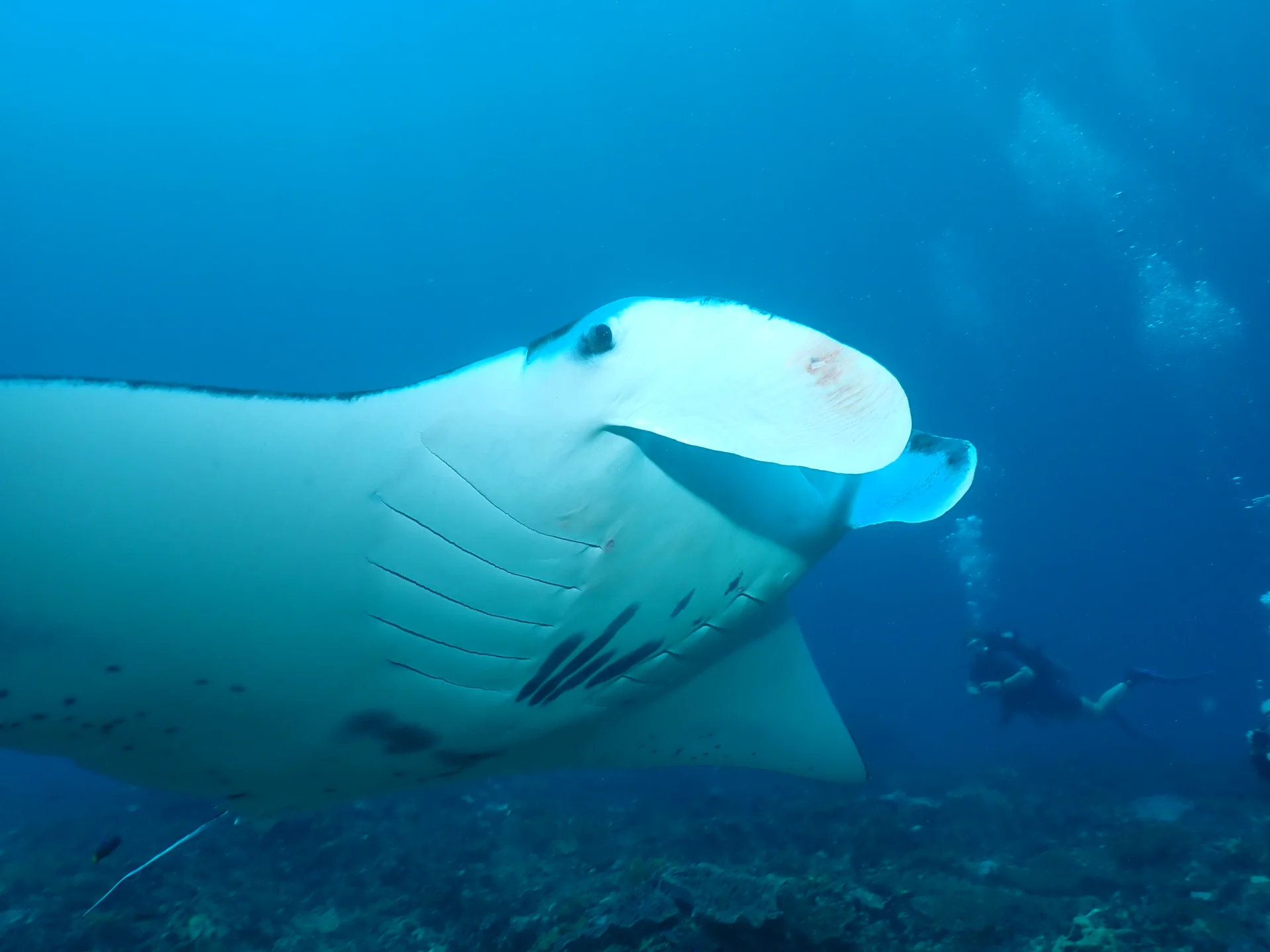 Manta ray and diver underwater