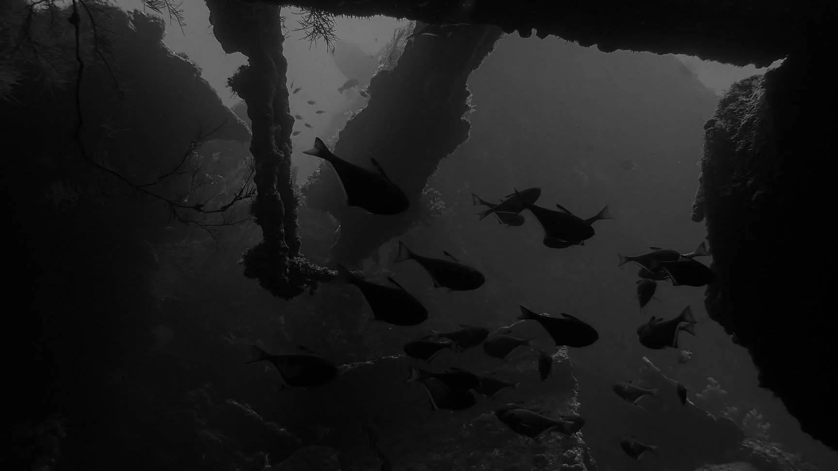 Marine life around an opening in the USAT Liberty wreck