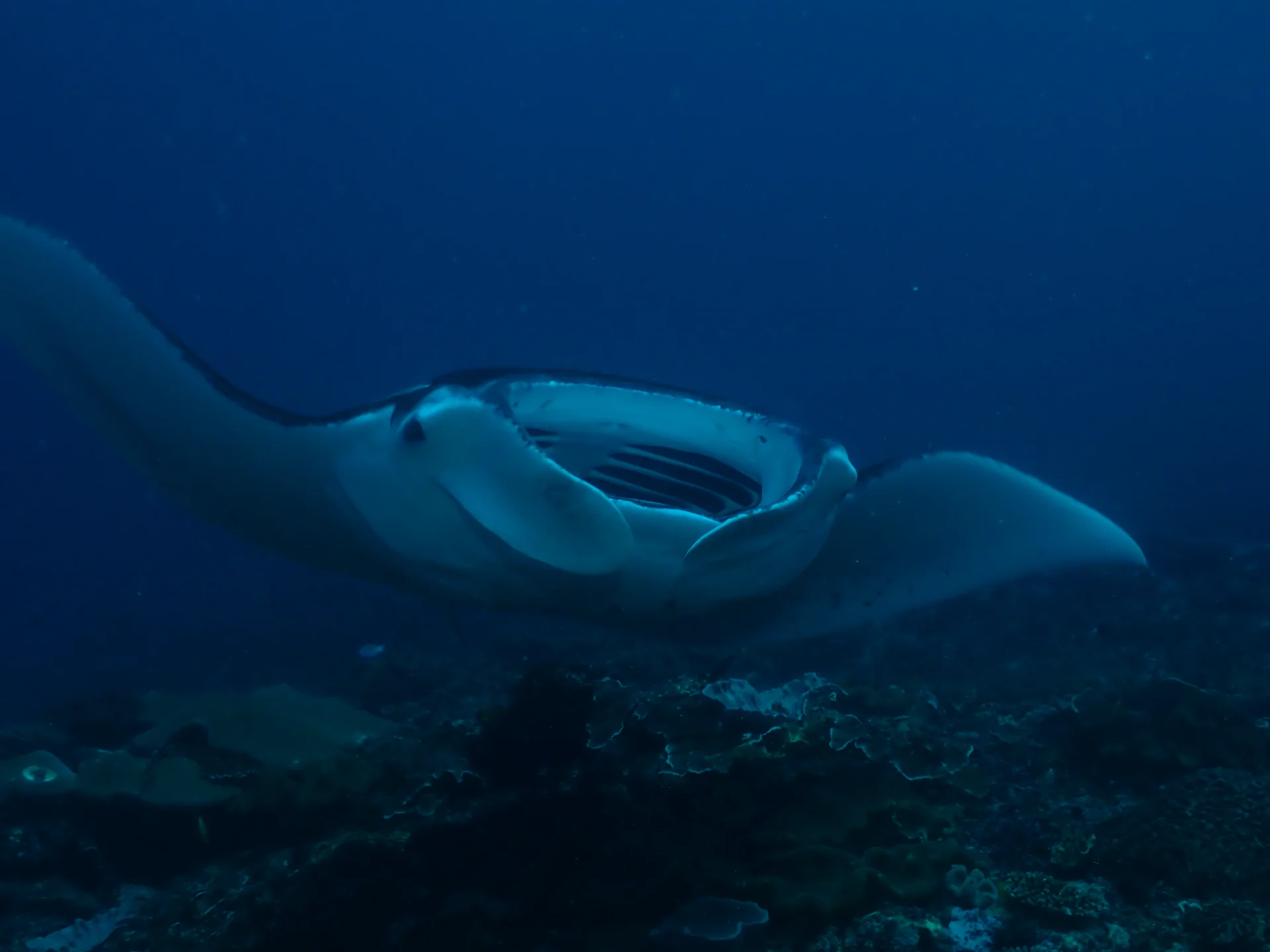 Manta ray approaching during a dive