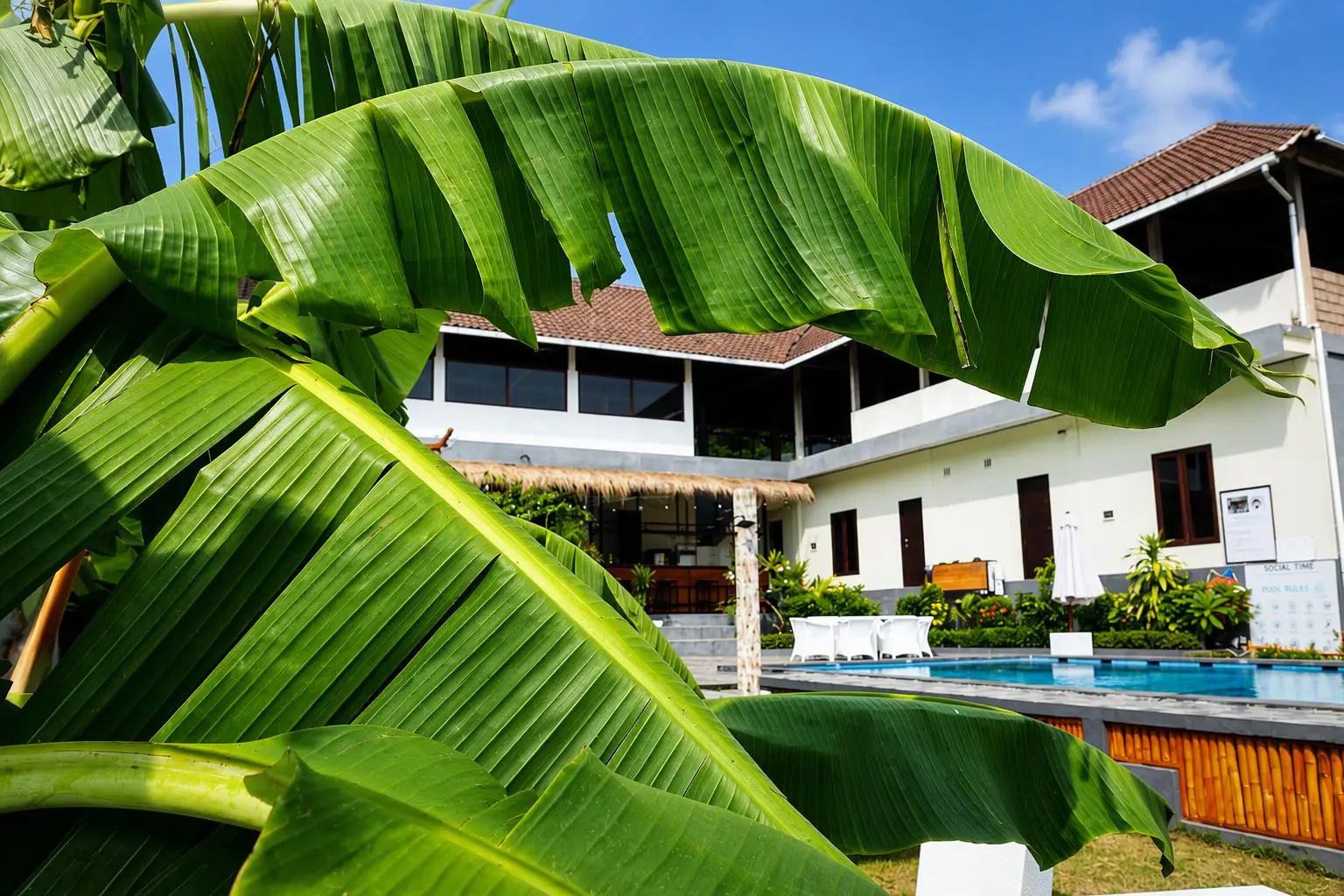Banana leaves in front of the pool and resort