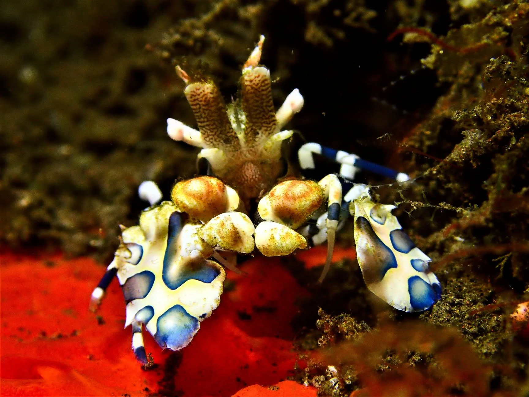 Scuba diving experience around Tulamben 11