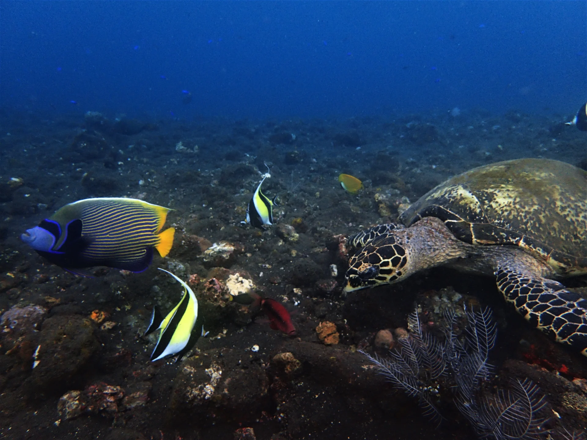 Underwater view of Coral Garden in Tulamben, Bali