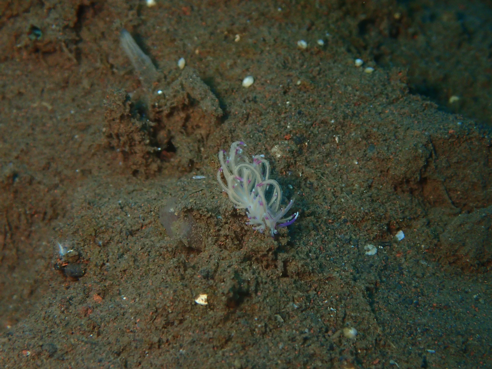 Colourful nudibranch during macro diving at Seraya, Bali