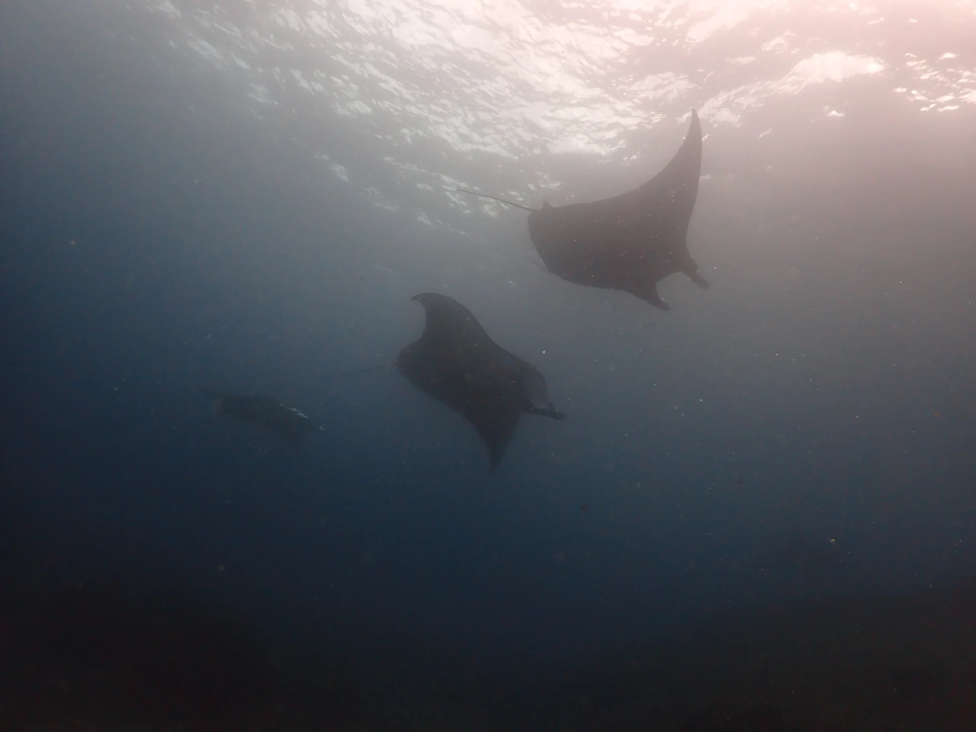 Two manta rays swimming beneath the surface