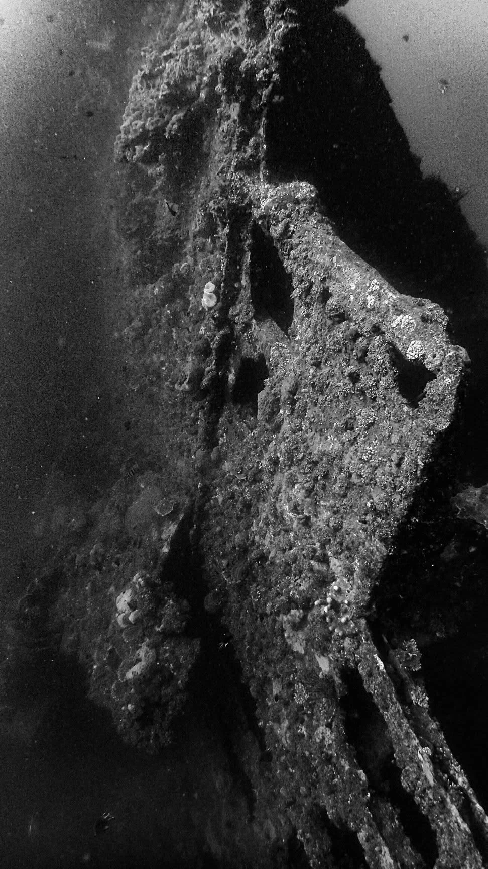 Marine growth covering part of the USAT Liberty wreck
