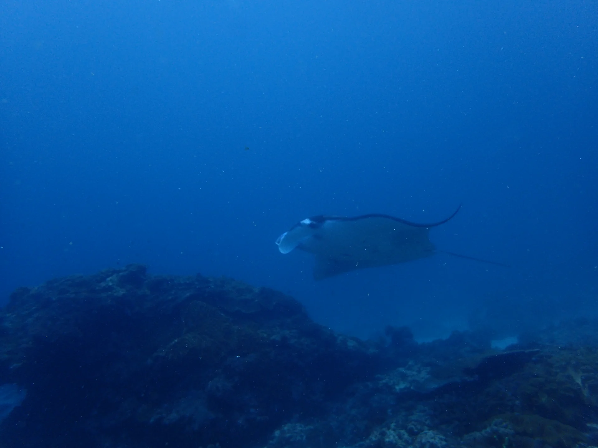 Manta ray swimming above a reef
