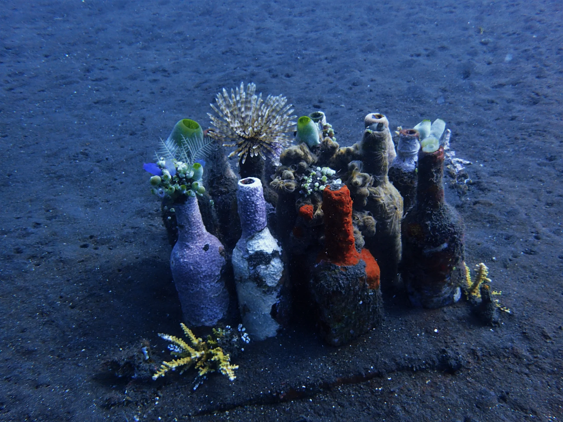 Exploring the Coral Garden reef in Tulamben, Bali