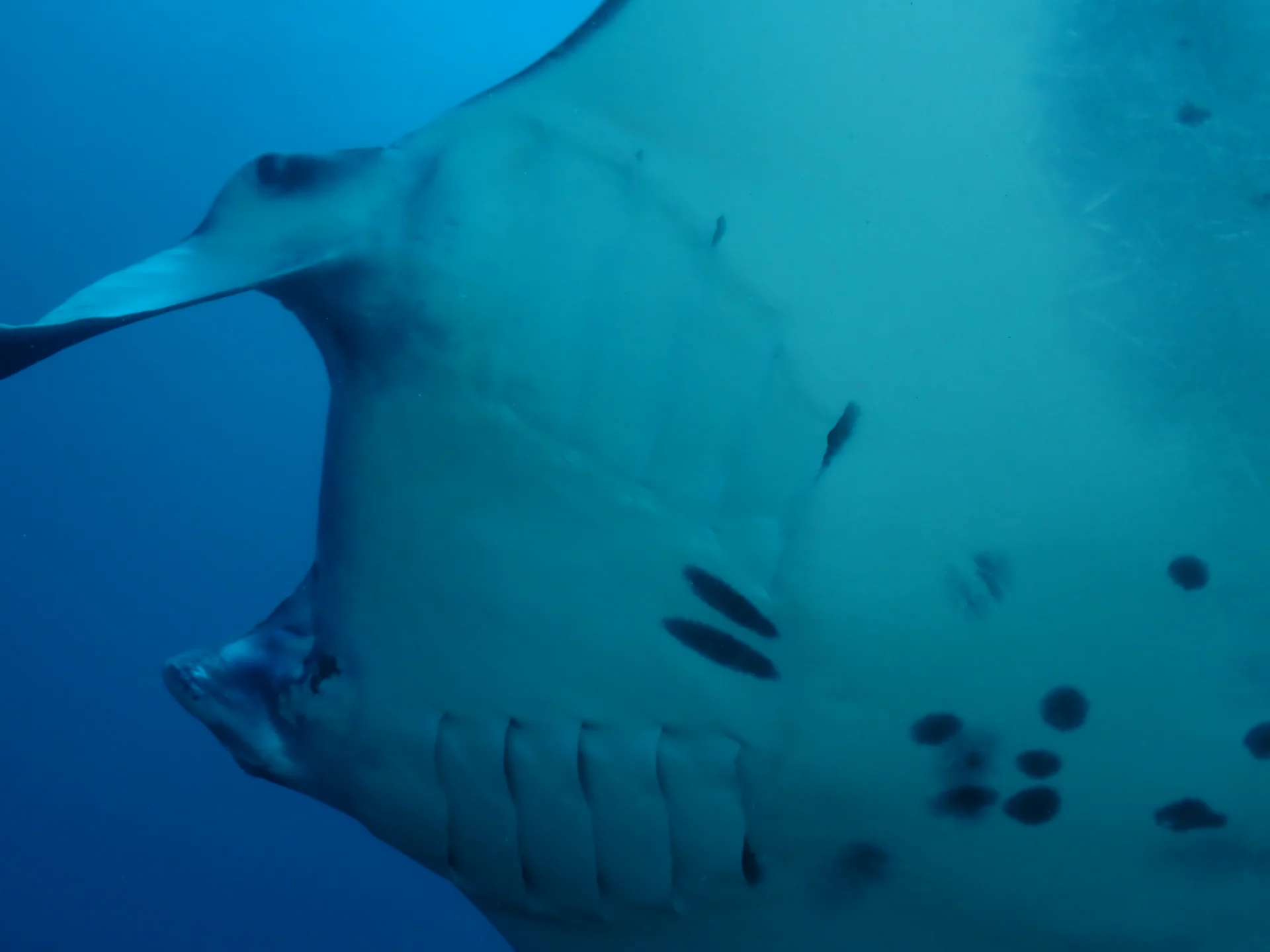 Close view of a manta ray during a dive in Bali