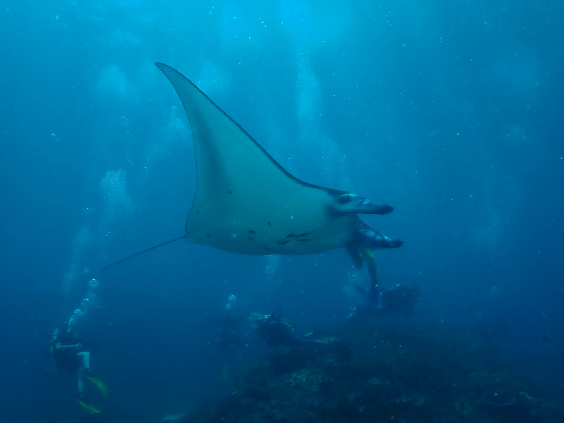 Manta ray viewed from below