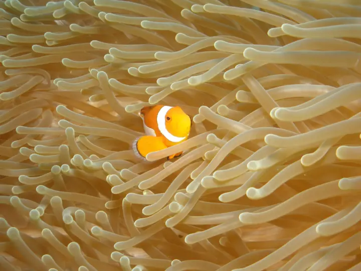 Clownfish sheltering in a sea anemone in Bali