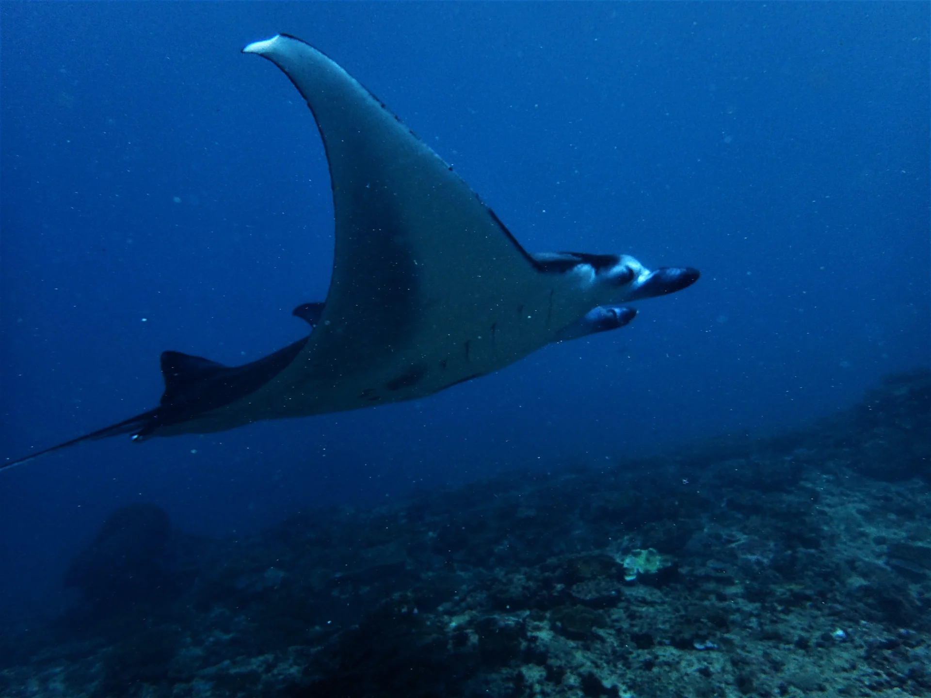Manta ray gliding through the blue at Nusa Penida