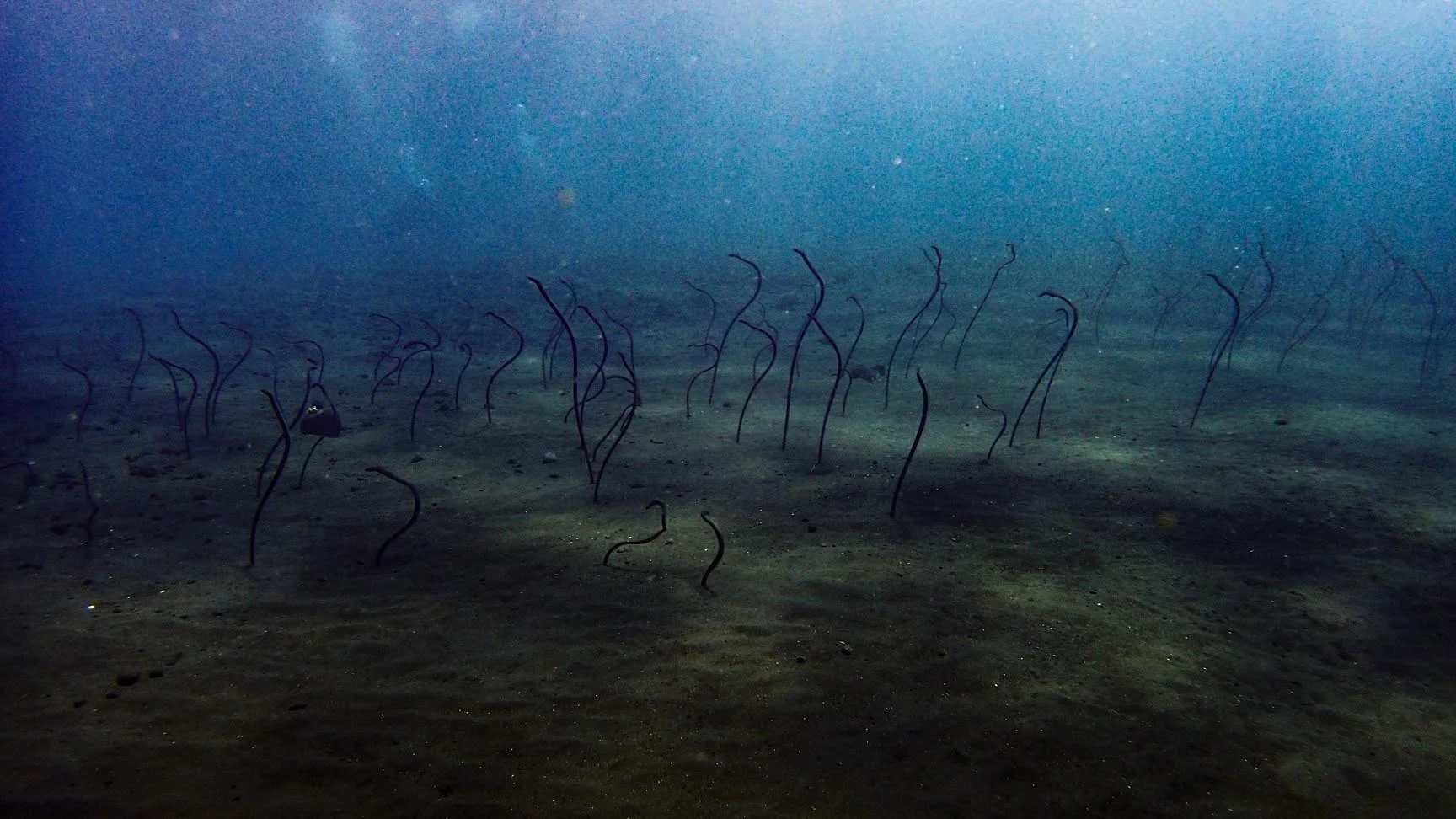 Marine life over the seabed near the USAT Liberty wreck