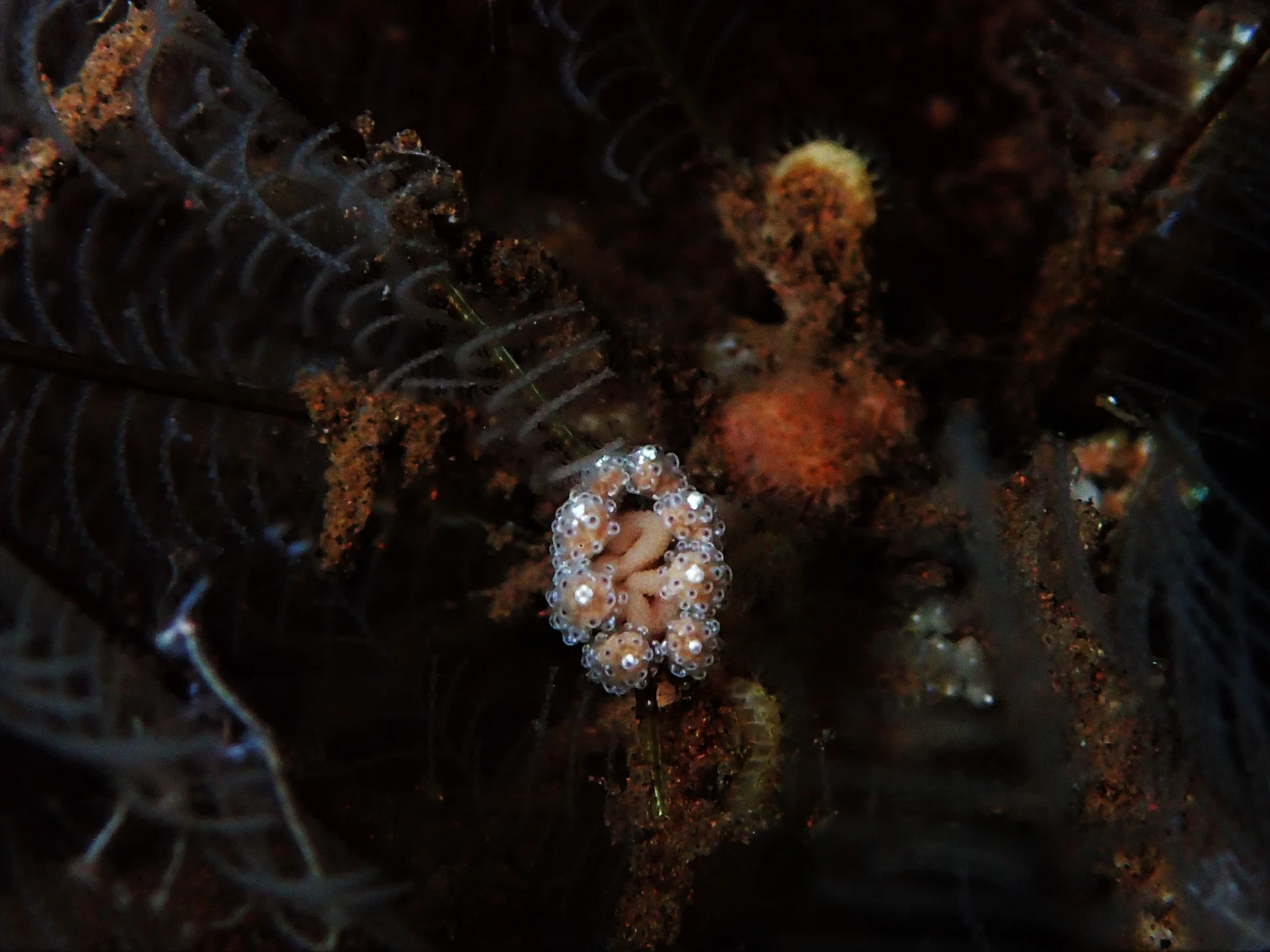 Tiny nudibranch during macro diving at Seraya, Bali