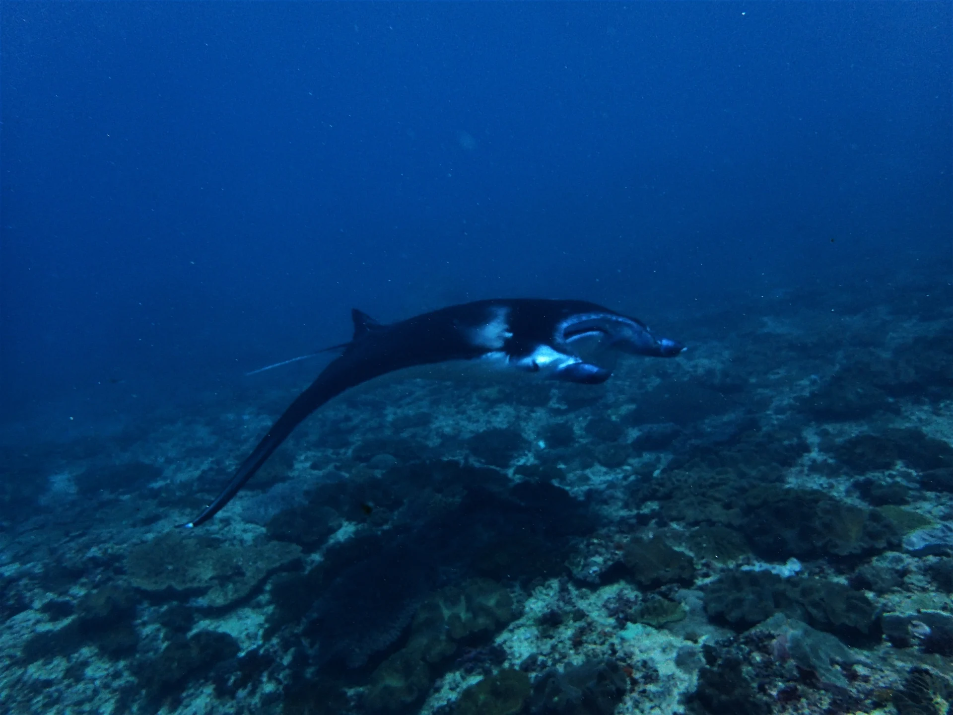 Manta ray gliding near the reef